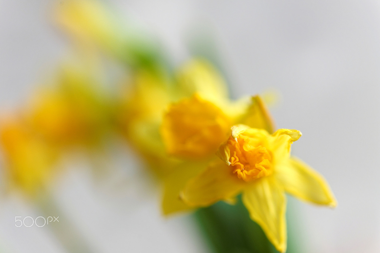 Nikon AF-S Micro-Nikkor 105mm F2.8G IF-ED VR sample photo. Utopia photography