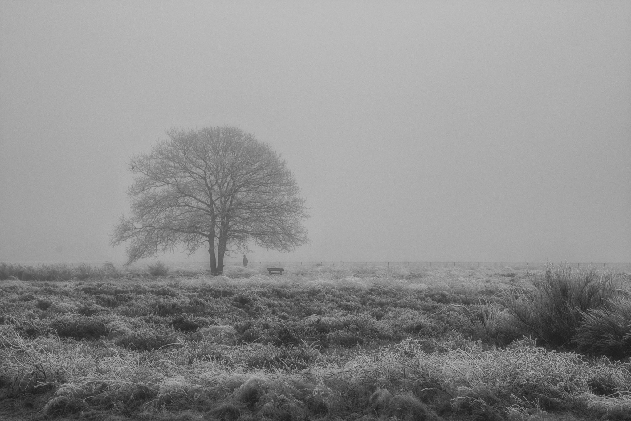 Nikon D7100 sample photo. Fog on heather photography
