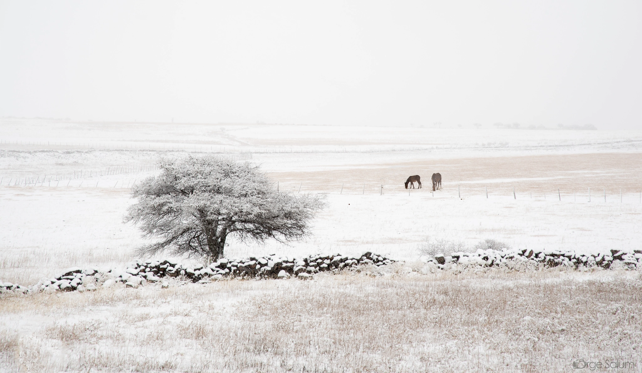 Nikon D800 sample photo. Caballos invierno photography