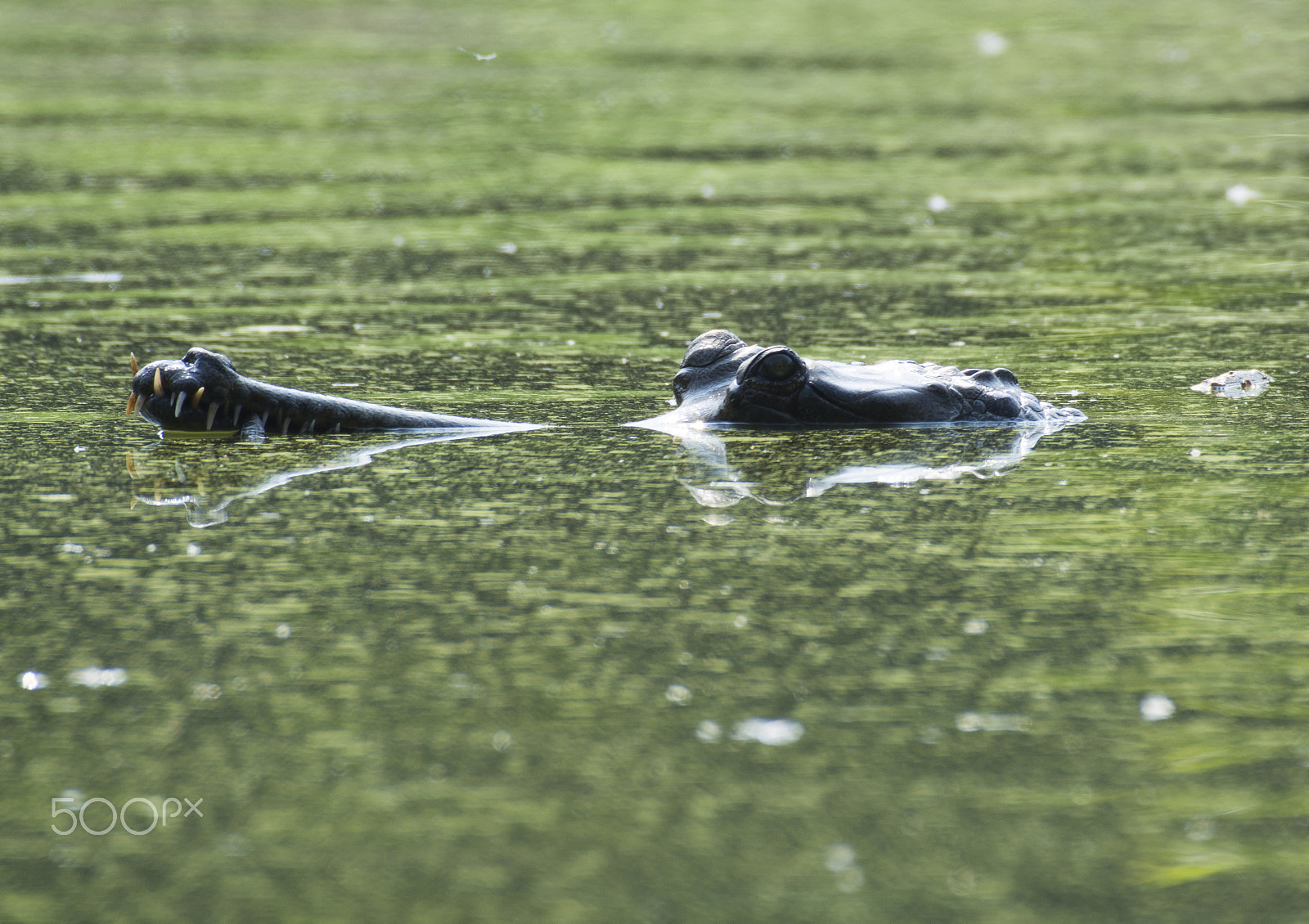 Nikon AF-S Nikkor 200-500mm F5.6E ED VR sample photo. Alligator in still water photography
