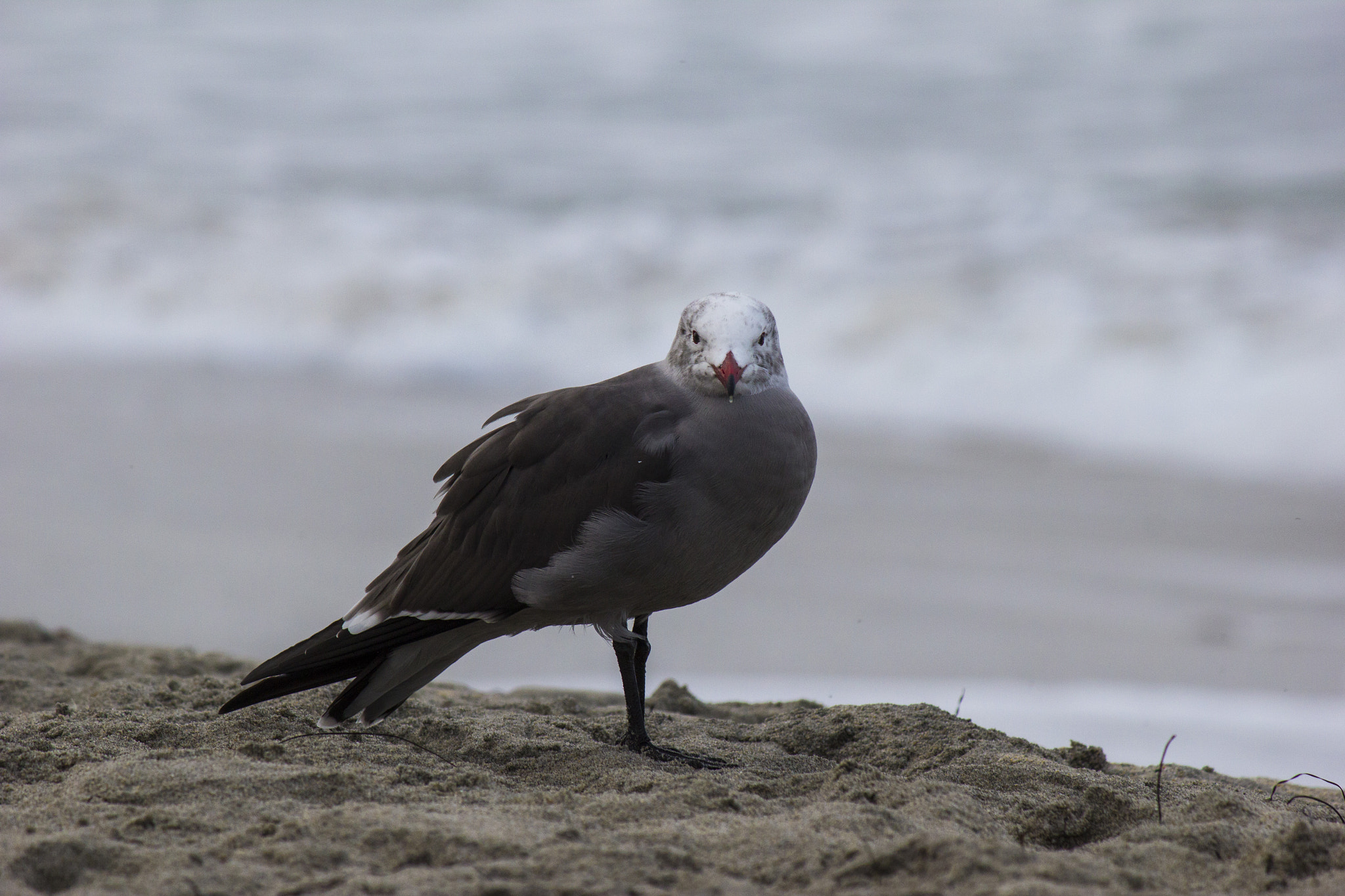 Canon EF-S 55-250mm F4-5.6 IS sample photo. Bird making eye contact with camera photography