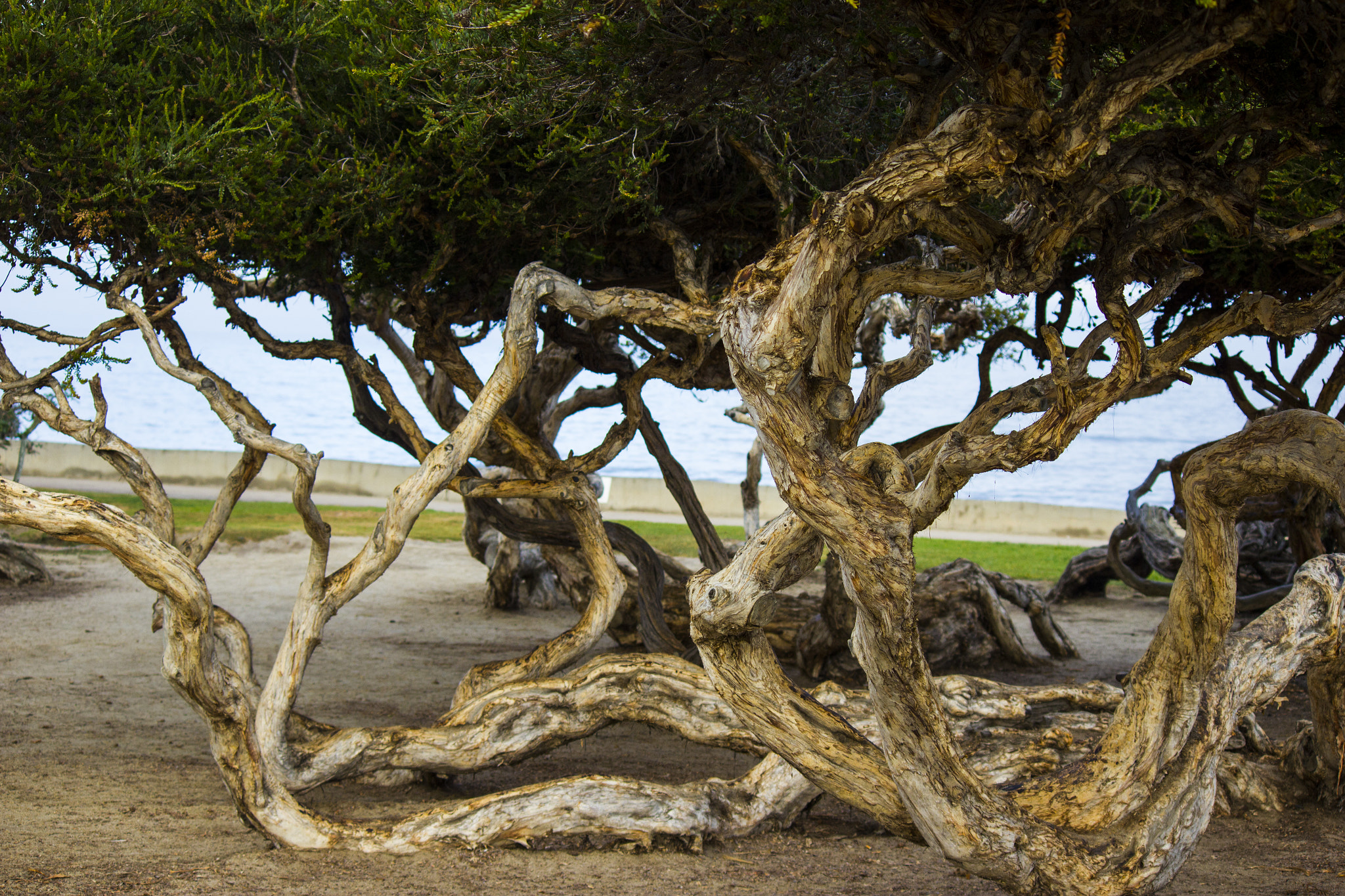 Canon EF-S 55-250mm F4-5.6 IS sample photo. Beautiful trees photography