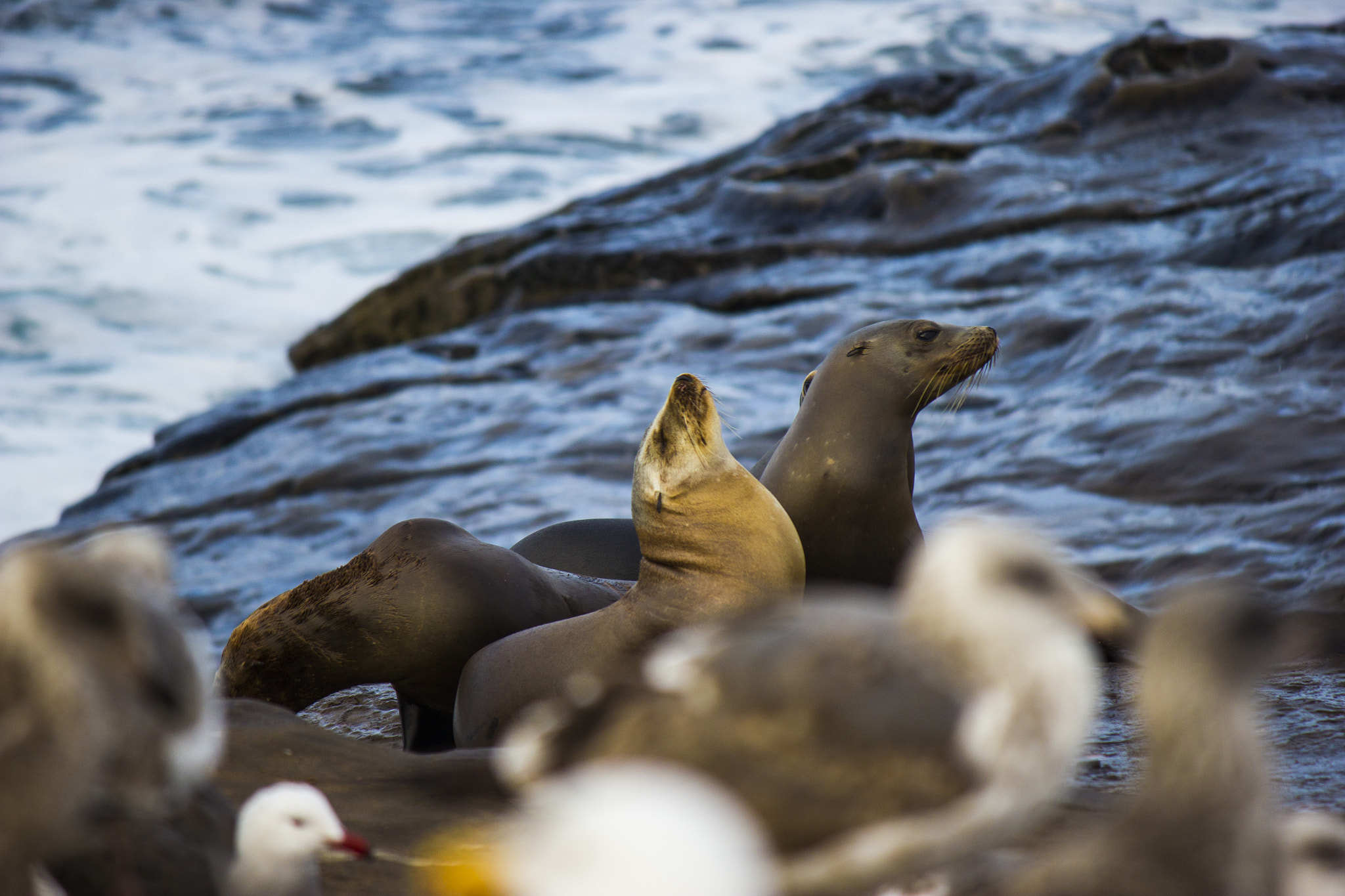 Canon EF-S 55-250mm F4-5.6 IS sample photo. Seals on rocks with ocean in the background photography