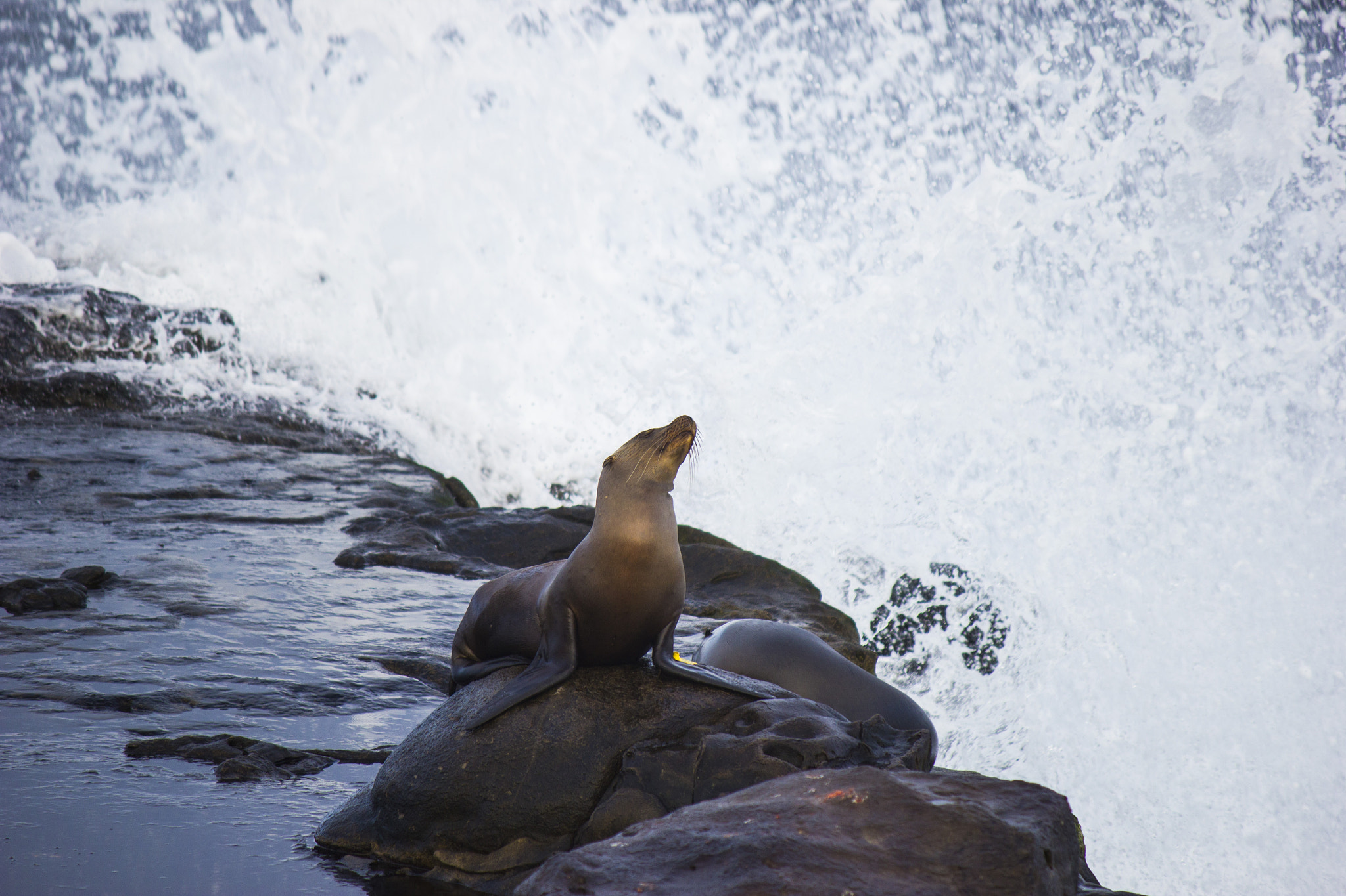 Canon EF-S 55-250mm F4-5.6 IS sample photo. Seal on rock with ocean in the background photography