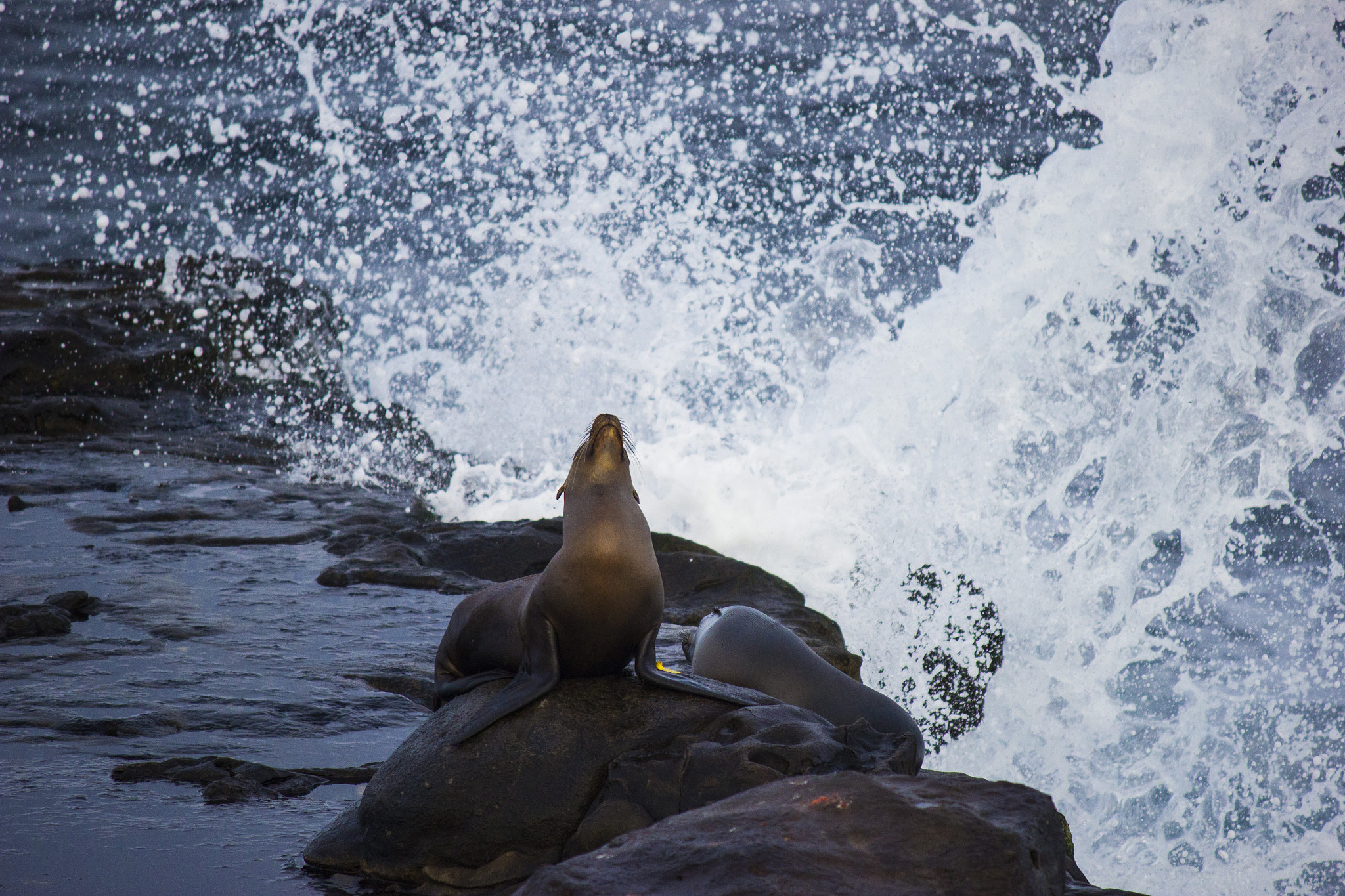 Canon EF-S 55-250mm F4-5.6 IS sample photo. Seals on rocks with ocean and splash spray behind photography