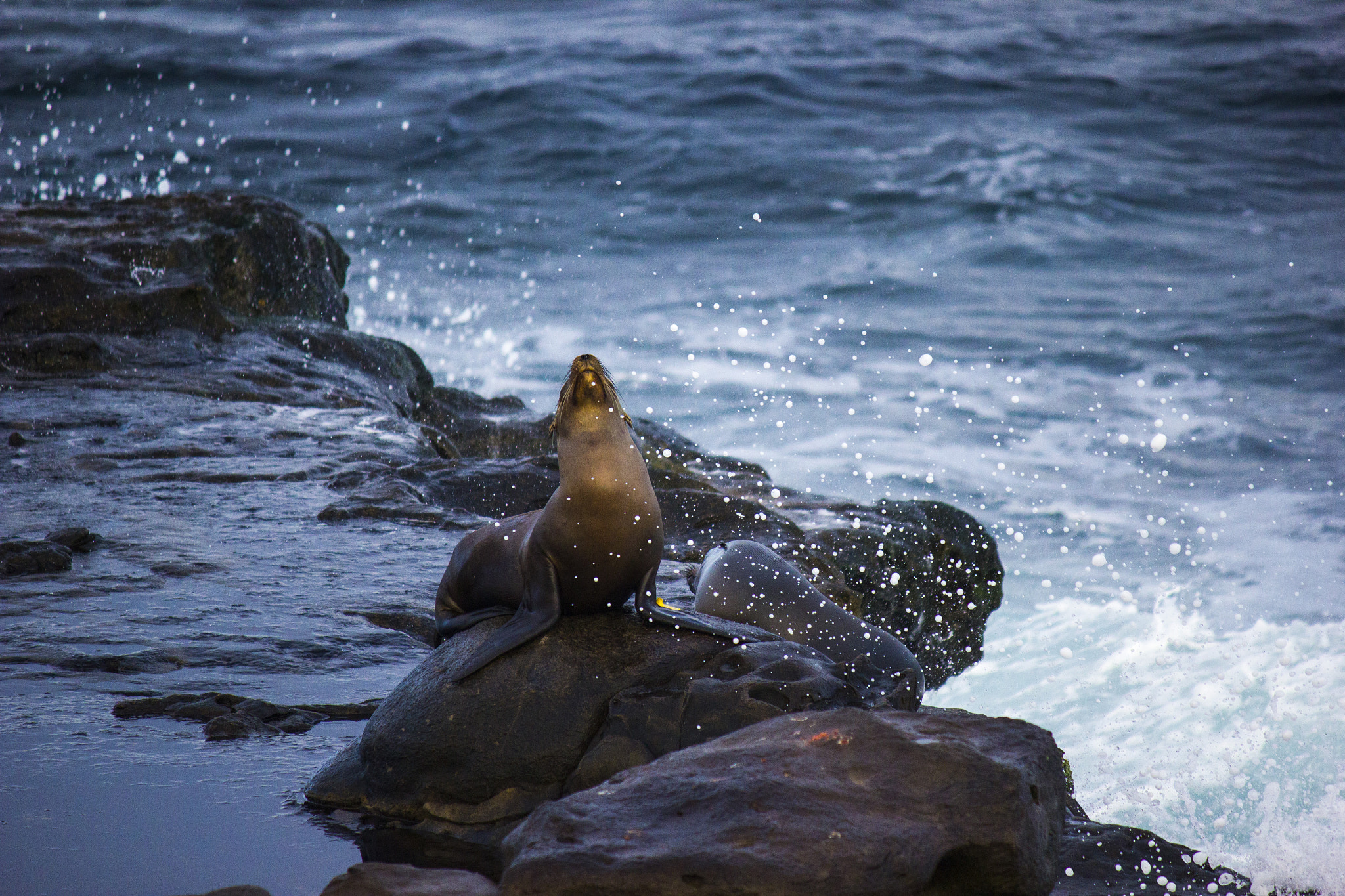 Canon EF-S 55-250mm F4-5.6 IS sample photo. Seals with ocean splash photography