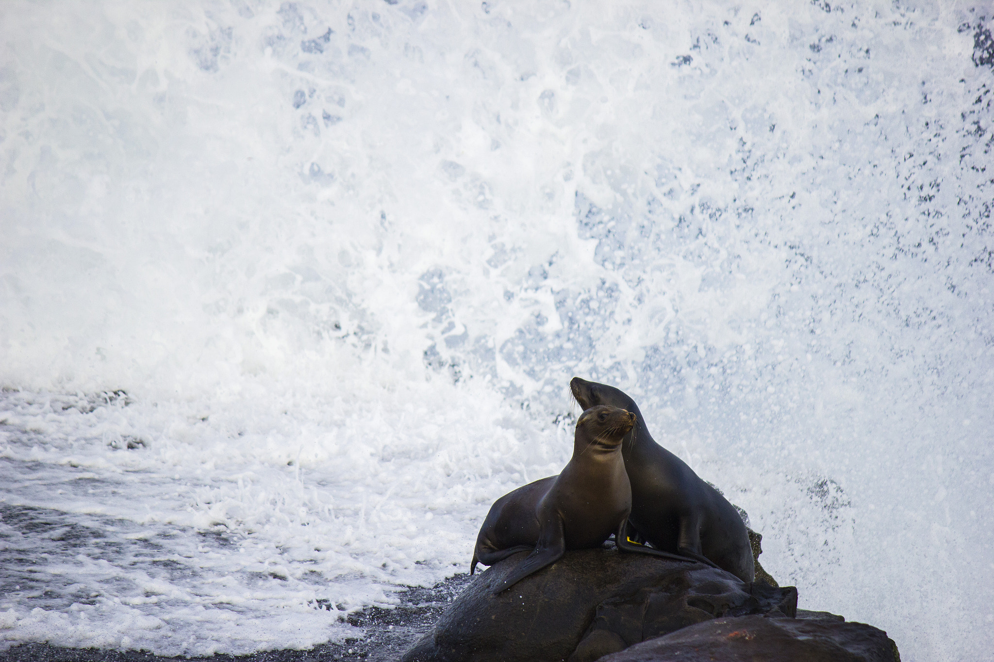 Canon EF-S 55-250mm F4-5.6 IS sample photo. Seals with ocean spray photography