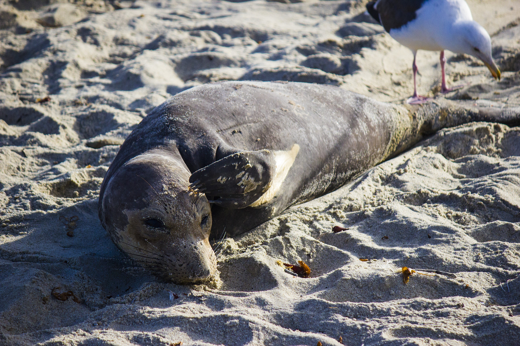 Canon EF-S 55-250mm F4-5.6 IS sample photo. Elephant seal scratching its head photography