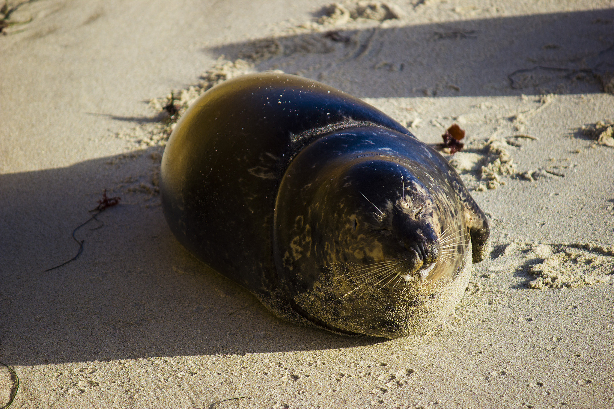 Canon EF-S 55-250mm F4-5.6 IS sample photo. Seal sunbathing photography