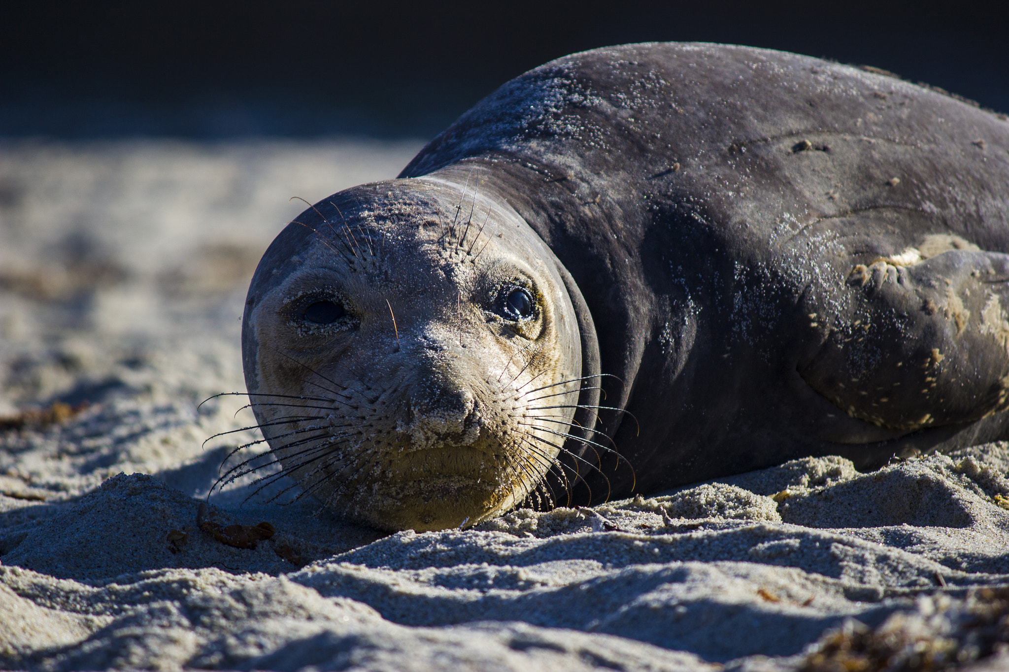 Canon EF-S 55-250mm F4-5.6 IS sample photo. Elephant seal sun bathing photography