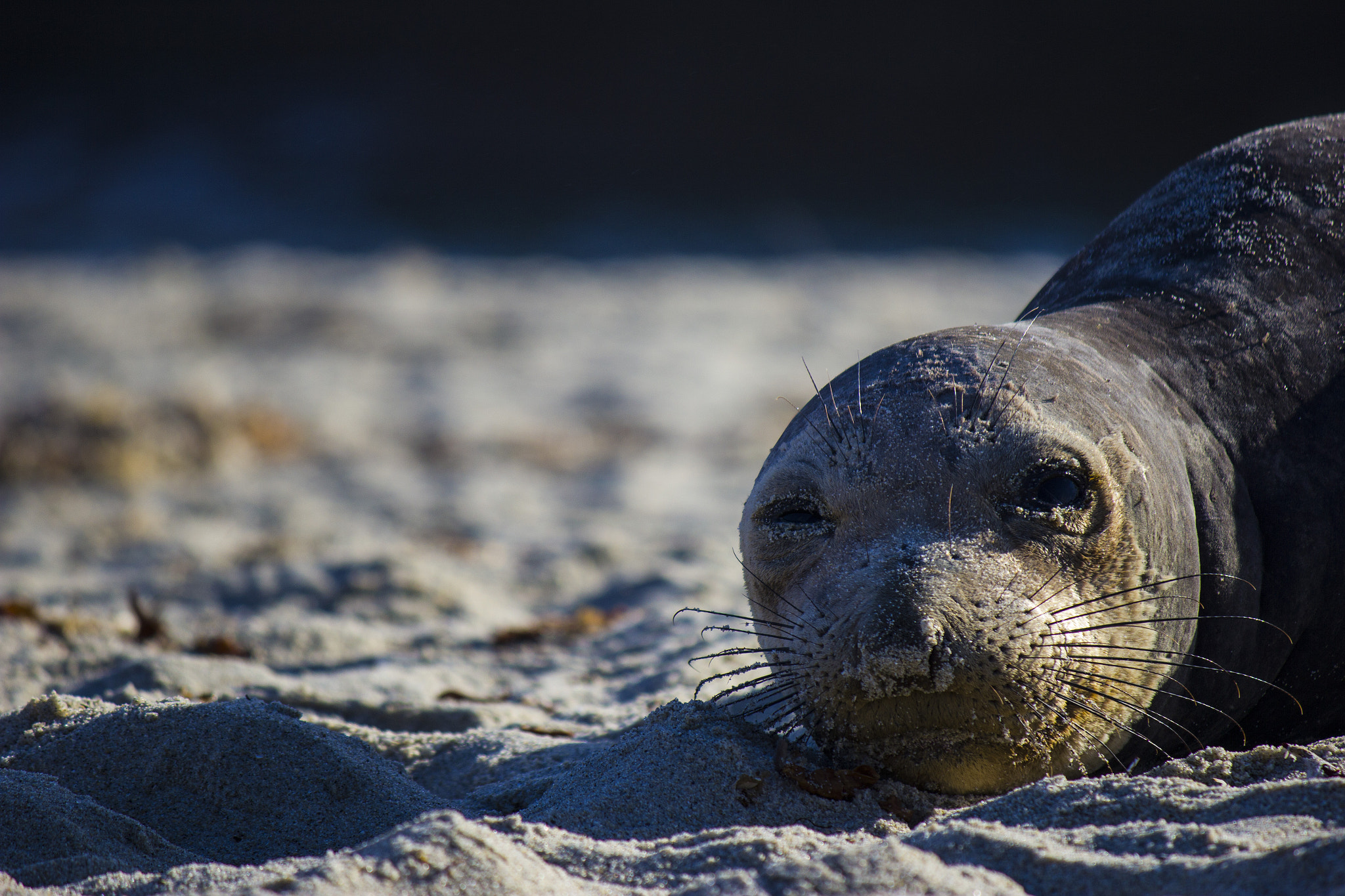 Canon EF-S 55-250mm F4-5.6 IS sample photo. Elephant seal face up close photography