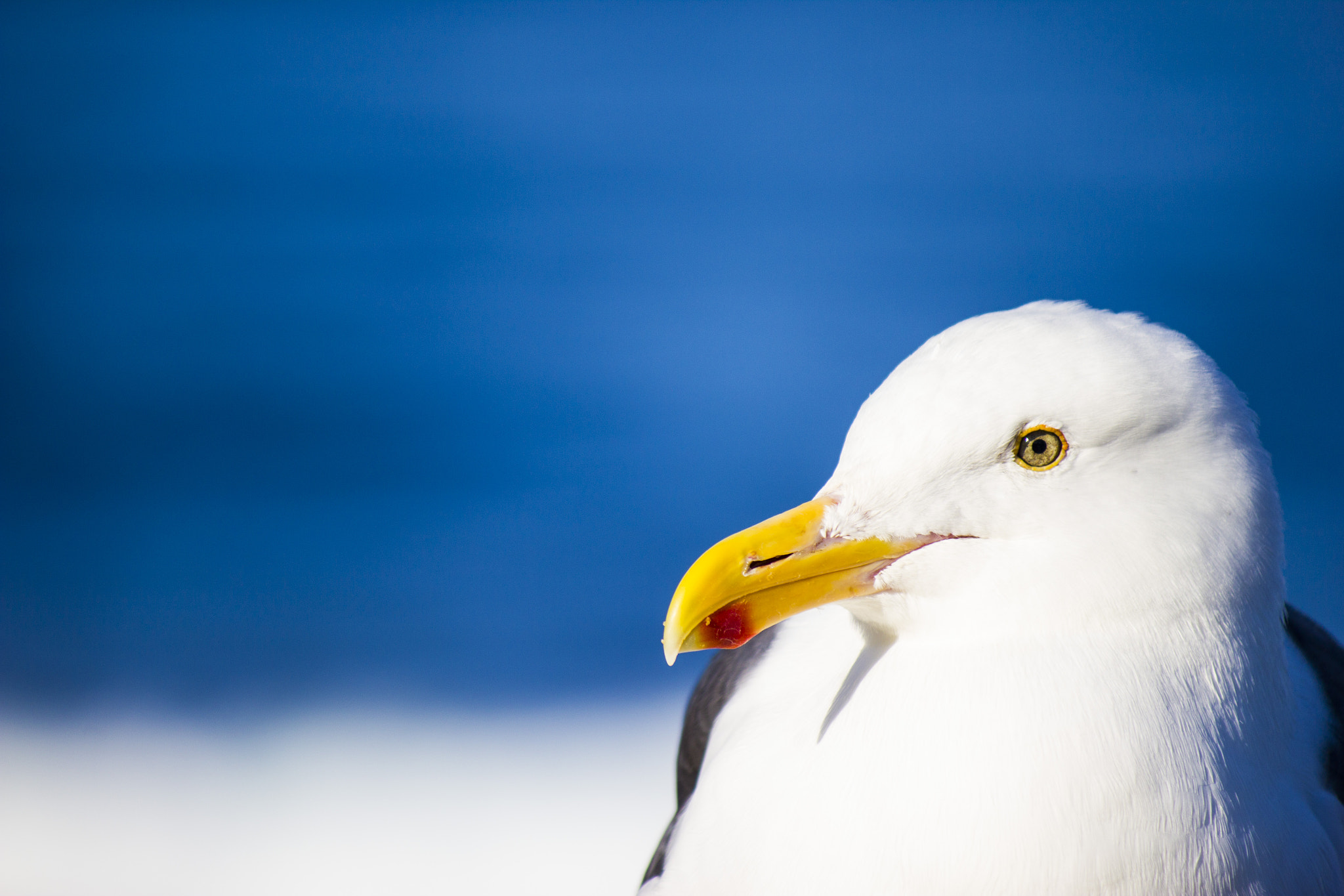 Canon EF-S 55-250mm F4-5.6 IS sample photo. Seagull profile up close with ocean in background photography