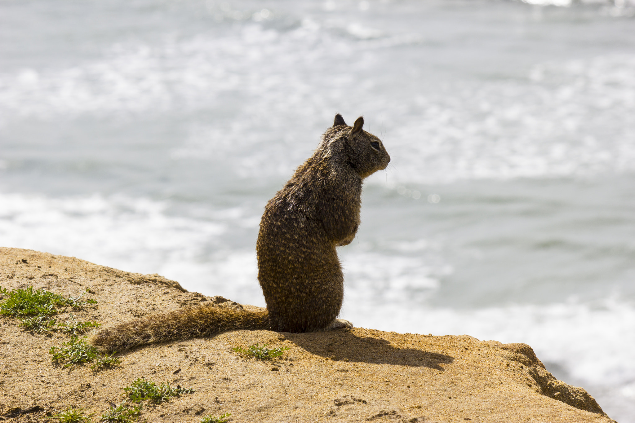 Canon EF-S 55-250mm F4-5.6 IS sample photo. Squirrel contemplating world domination on a cliff photography