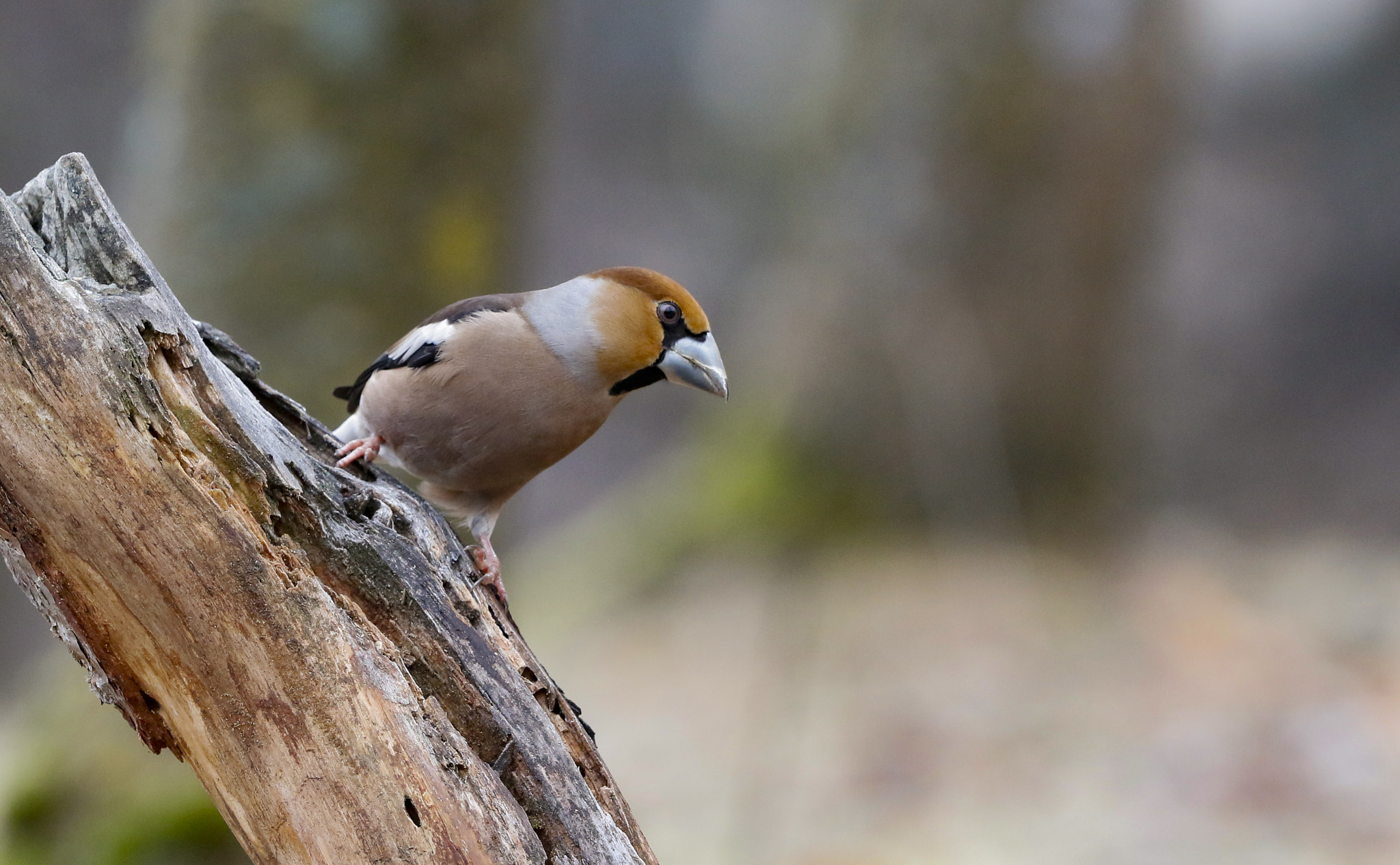 Canon EF 300mm F2.8L IS II USM sample photo. Frosone ta photography