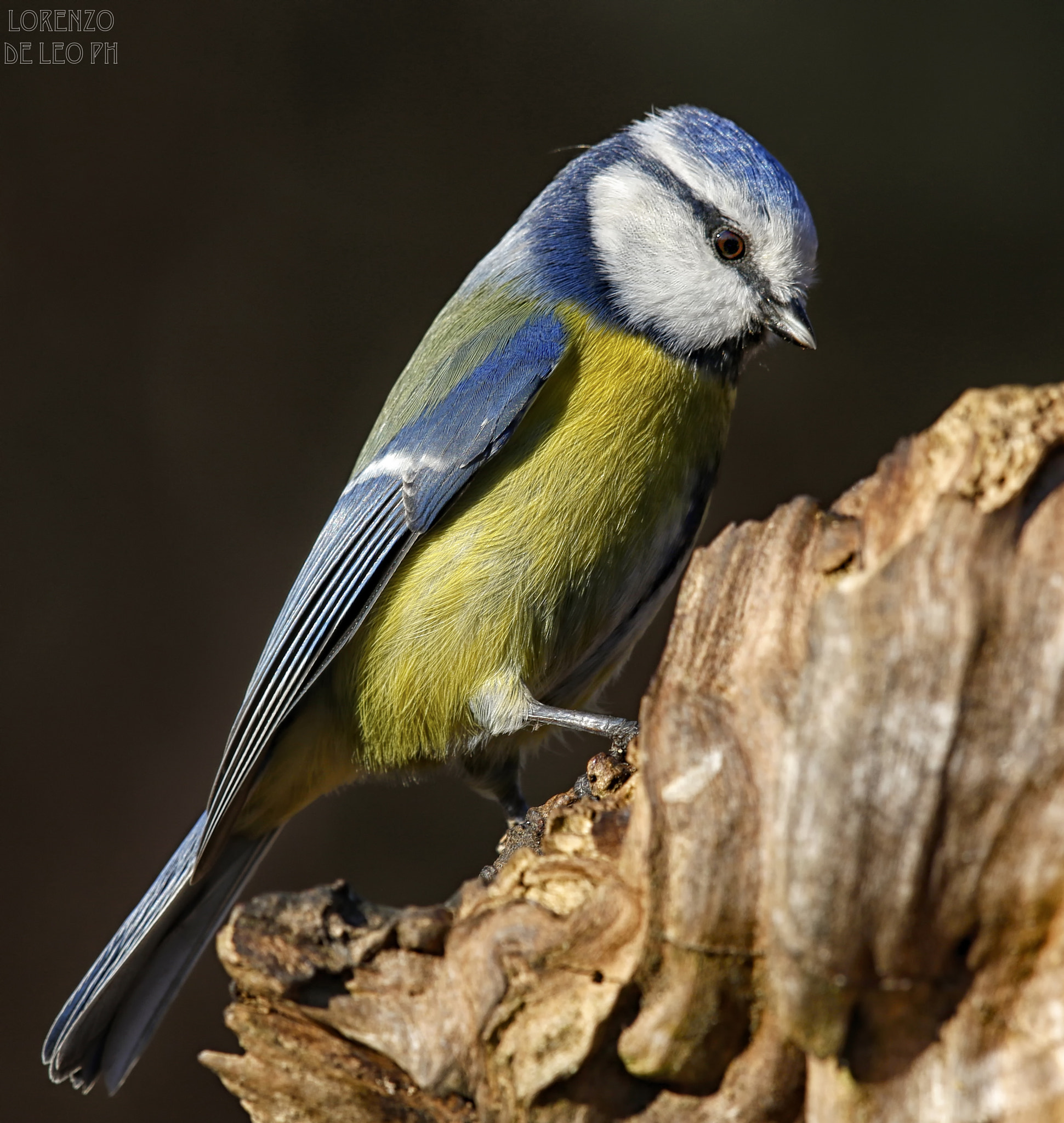 Canon EF 500mm F4L IS II USM sample photo. Dfine cinciarella copia photography
