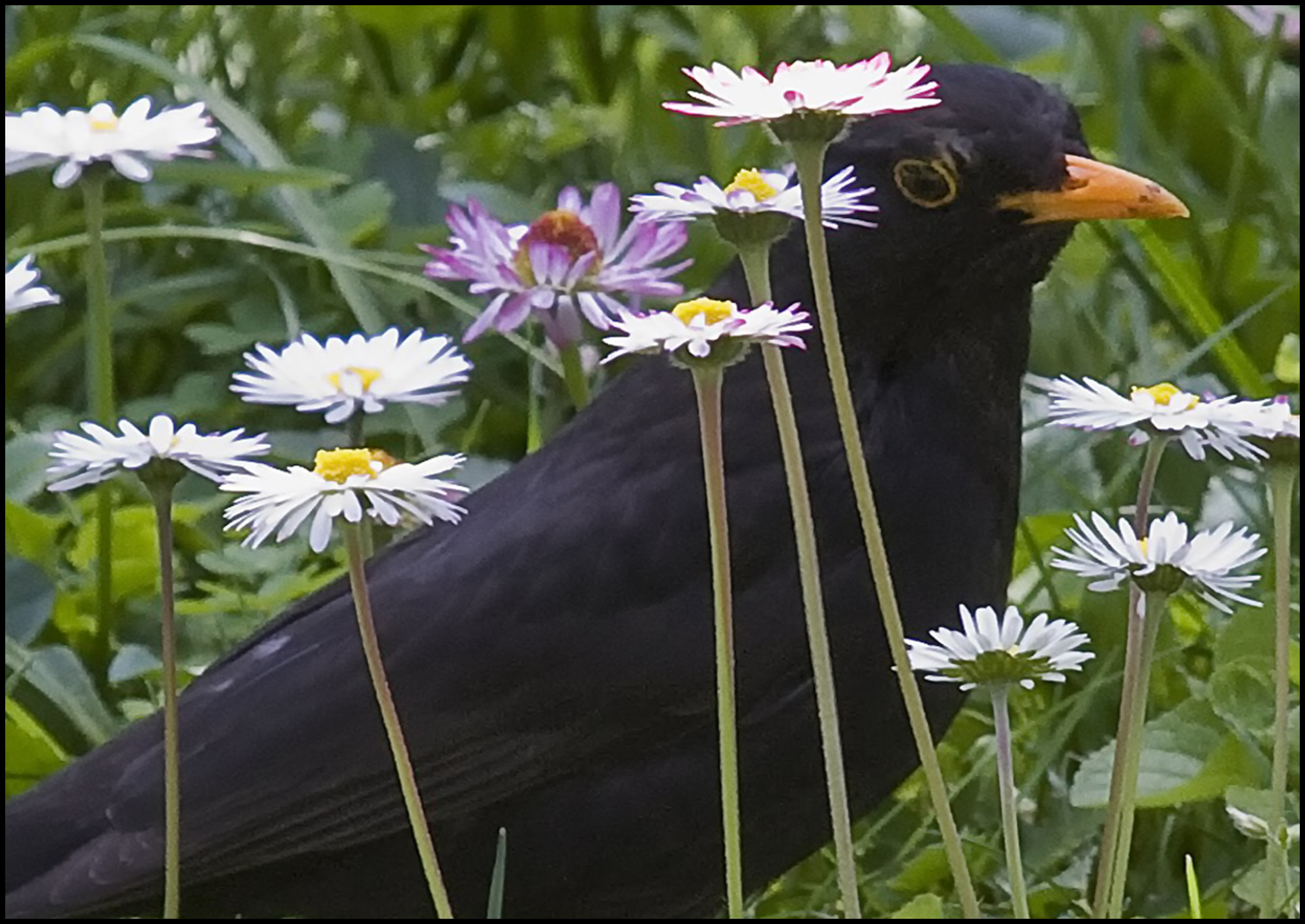 Canon EF 100-400mm F4.5-5.6L IS USM sample photo. Merlo photography