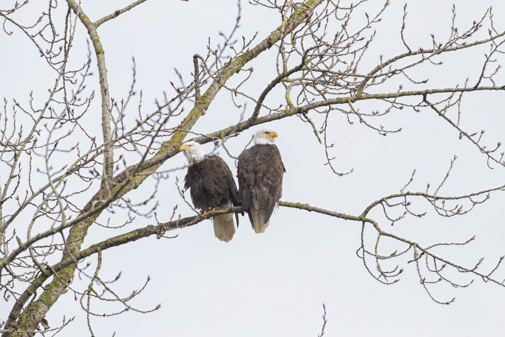 Canon EF 600mm f/4L IS sample photo. Snow and eagles vlog photography