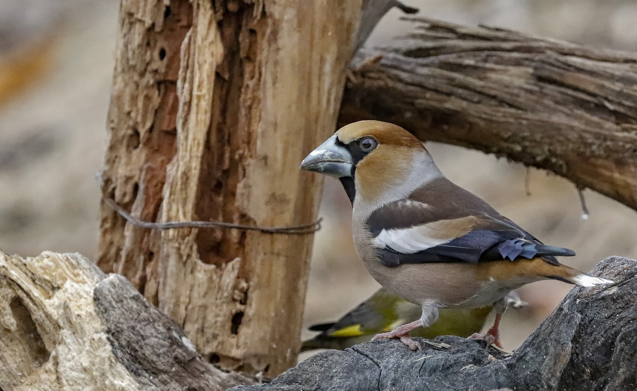 Canon EOS 7D Mark II + Canon EF 300mm F2.8L IS II USM sample photo. Frosone iso ta photography