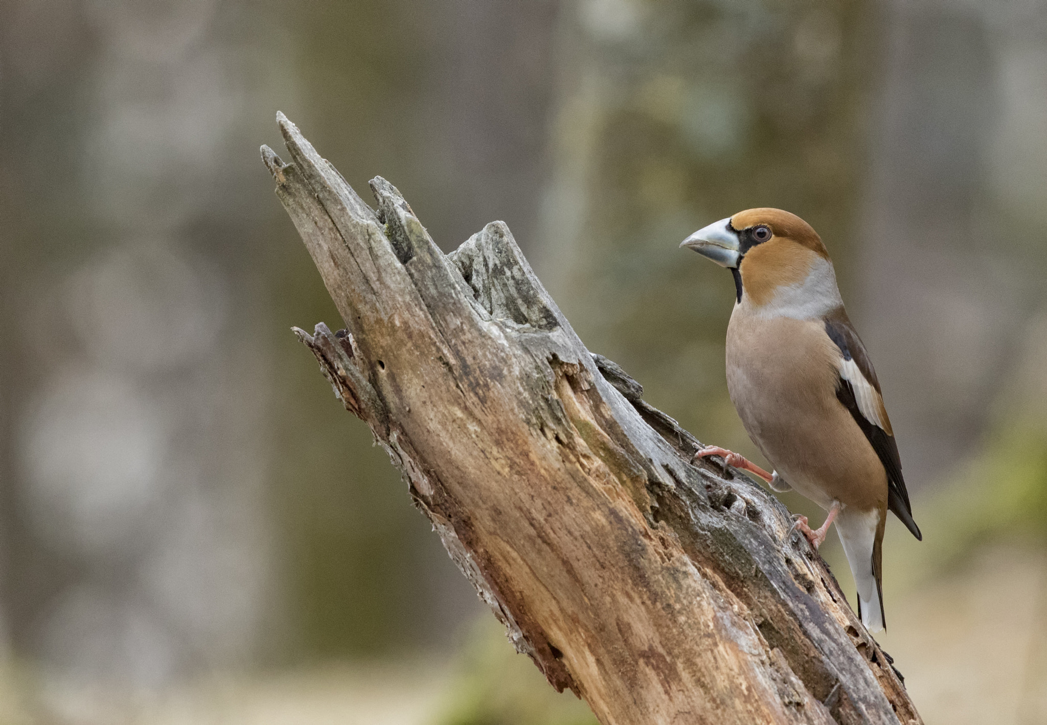 Canon EF 300mm F2.8L IS II USM sample photo. Frosone ta photography