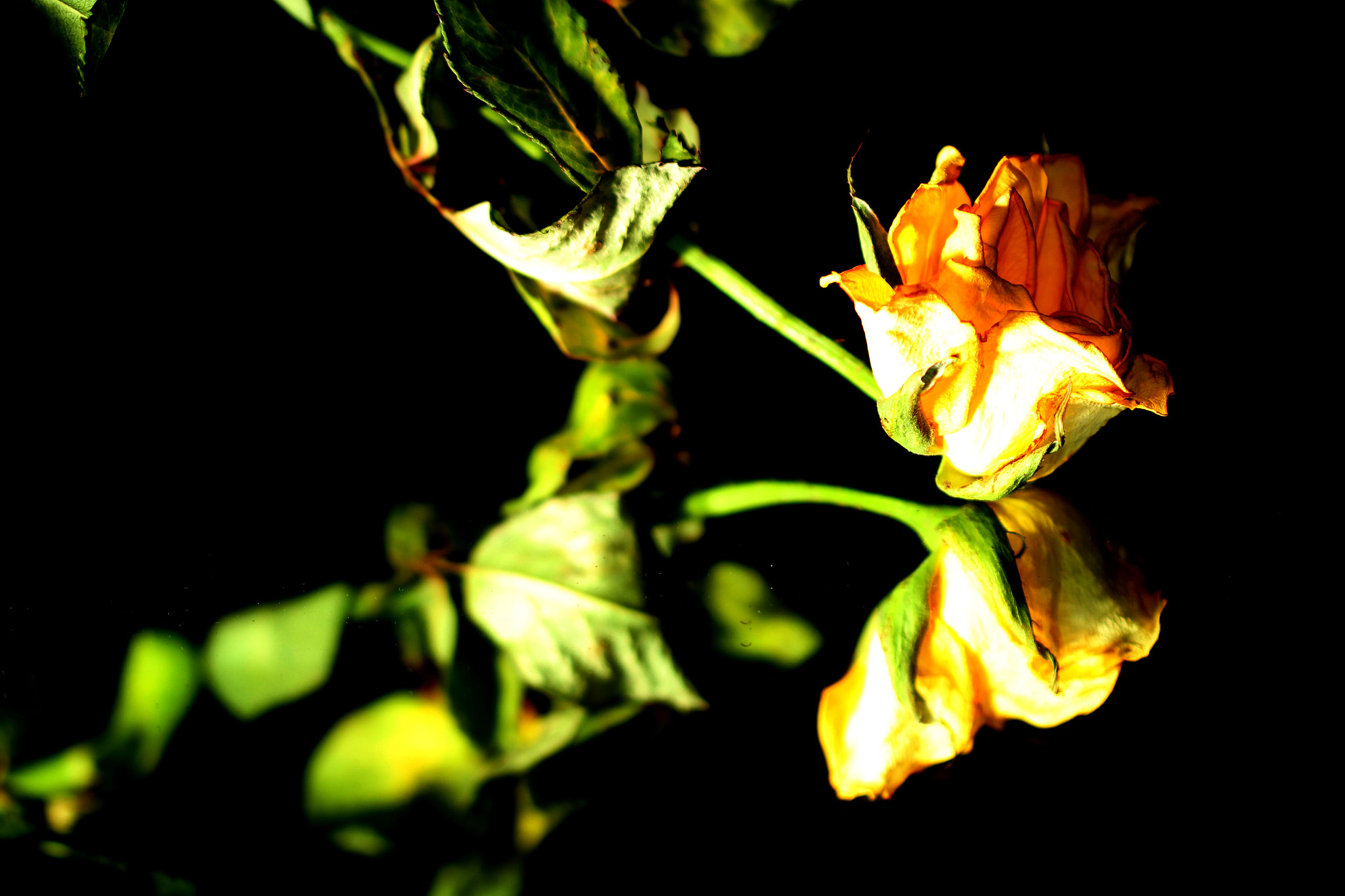 Canon EF 100mm F2.8 Macro USM sample photo. Rose color photography