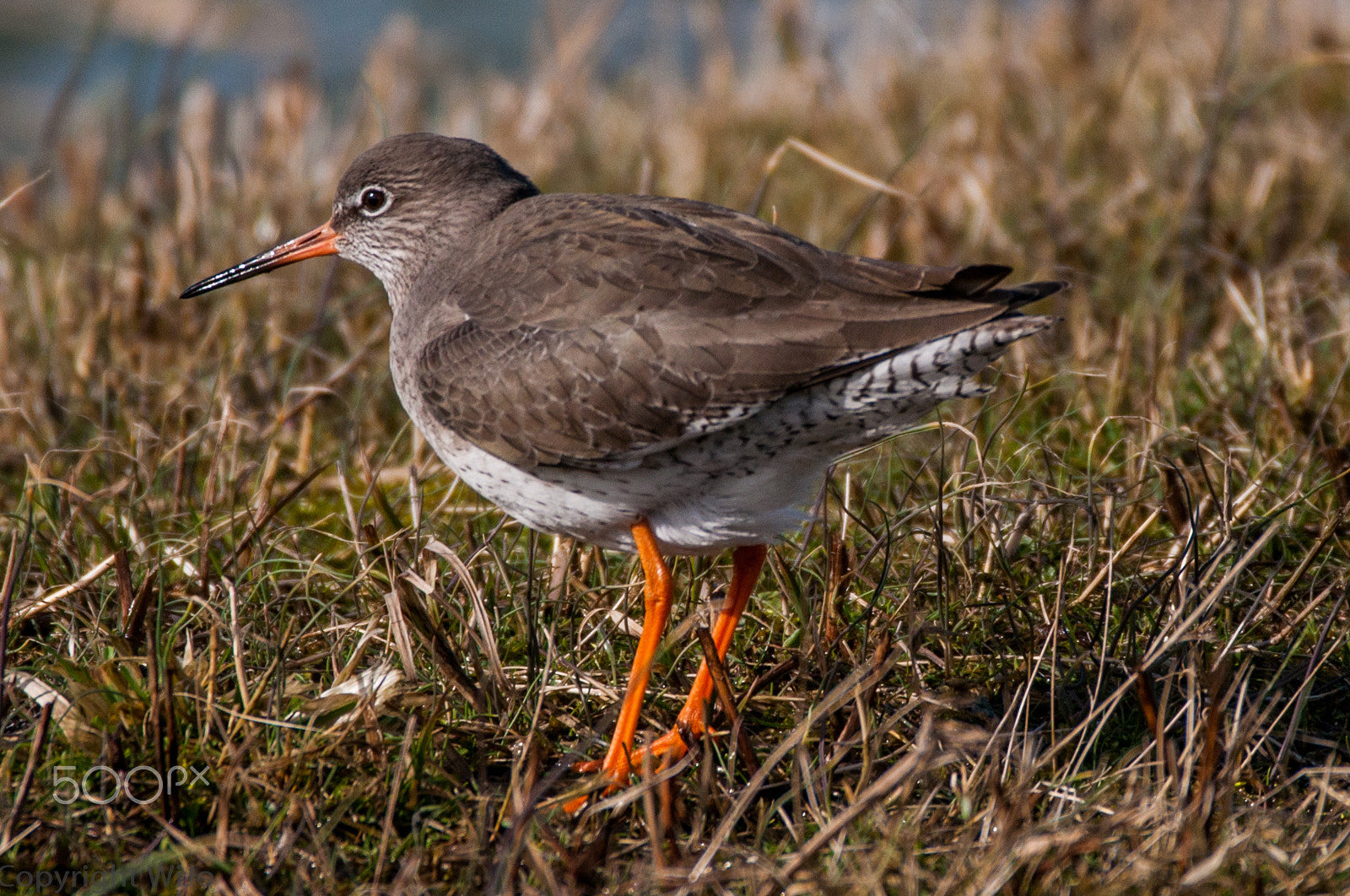 Sigma 150-600mm F5-6.3 DG OS HSM | C sample photo. Common redshank / tureluur photography