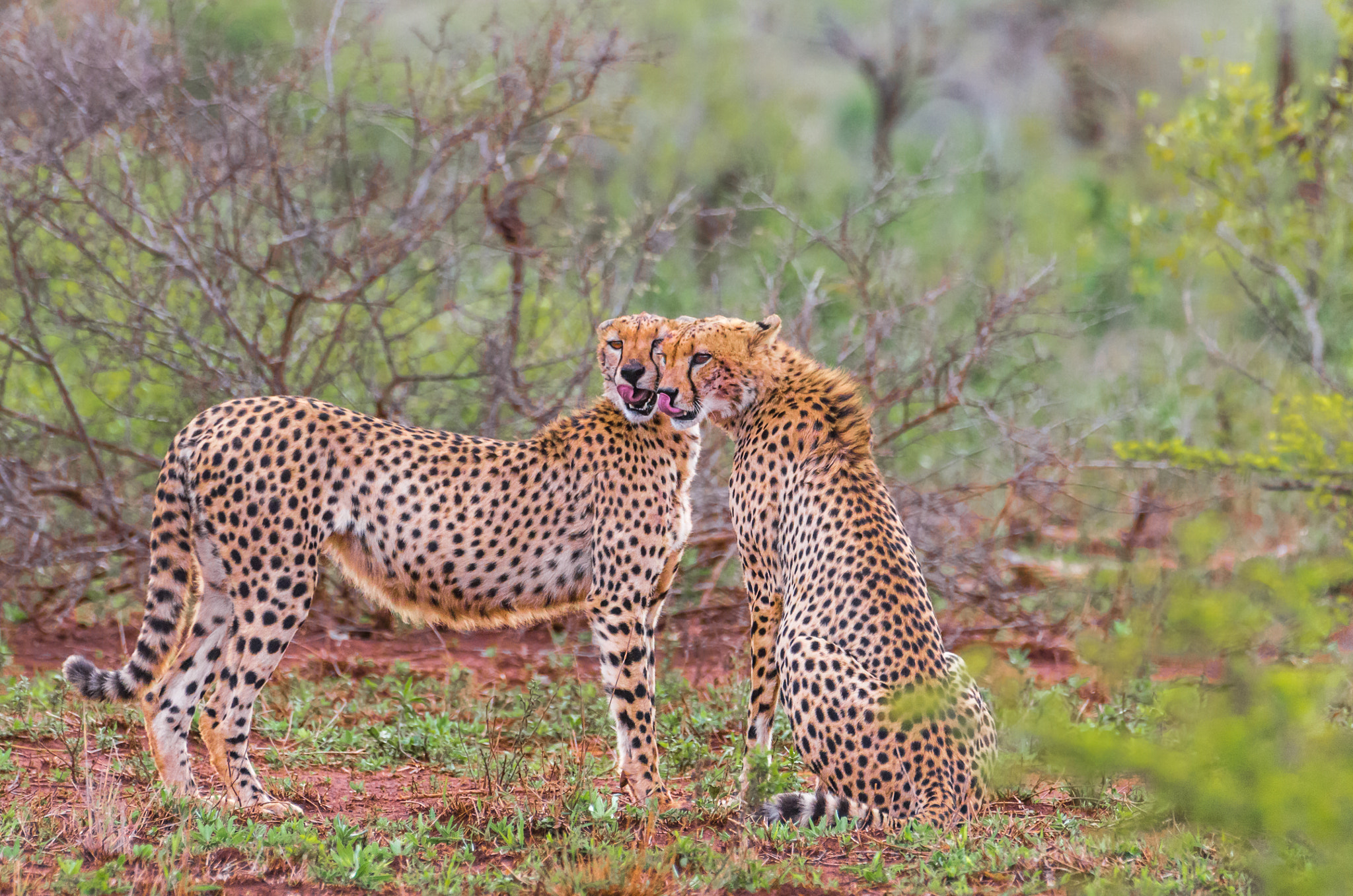 Pentax K-5 II sample photo. Cheetah couple photography
