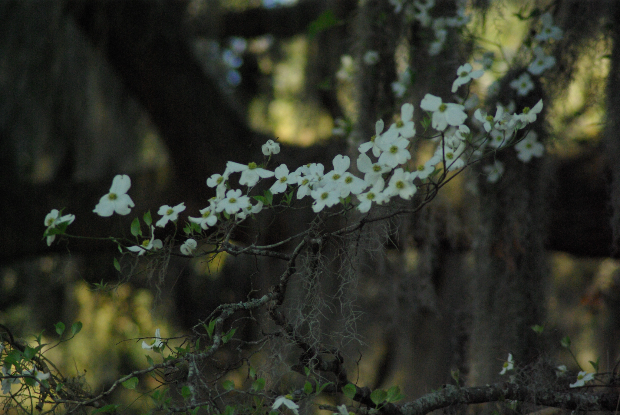 Pentax K10D sample photo. Dogwood photography