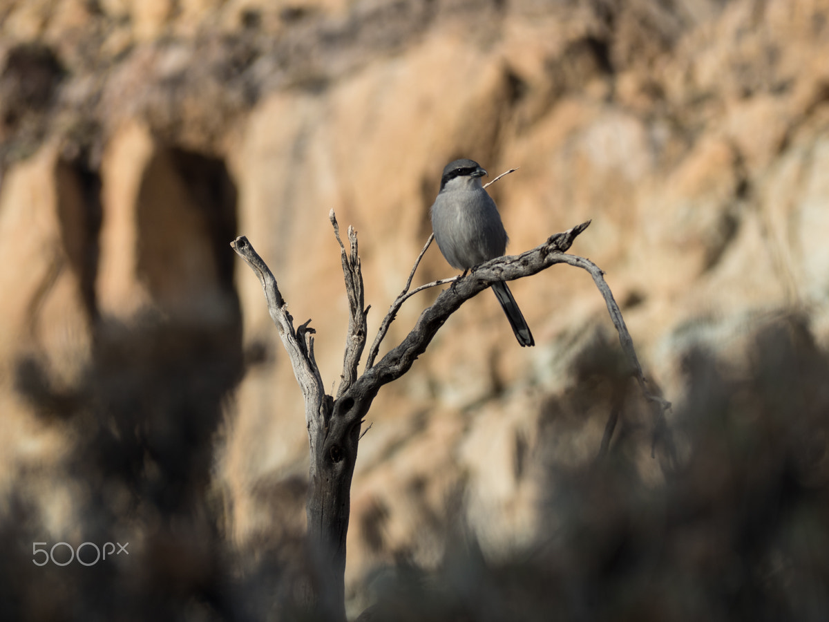 Olympus OM-D E-M5 II sample photo. Just hanging out photography
