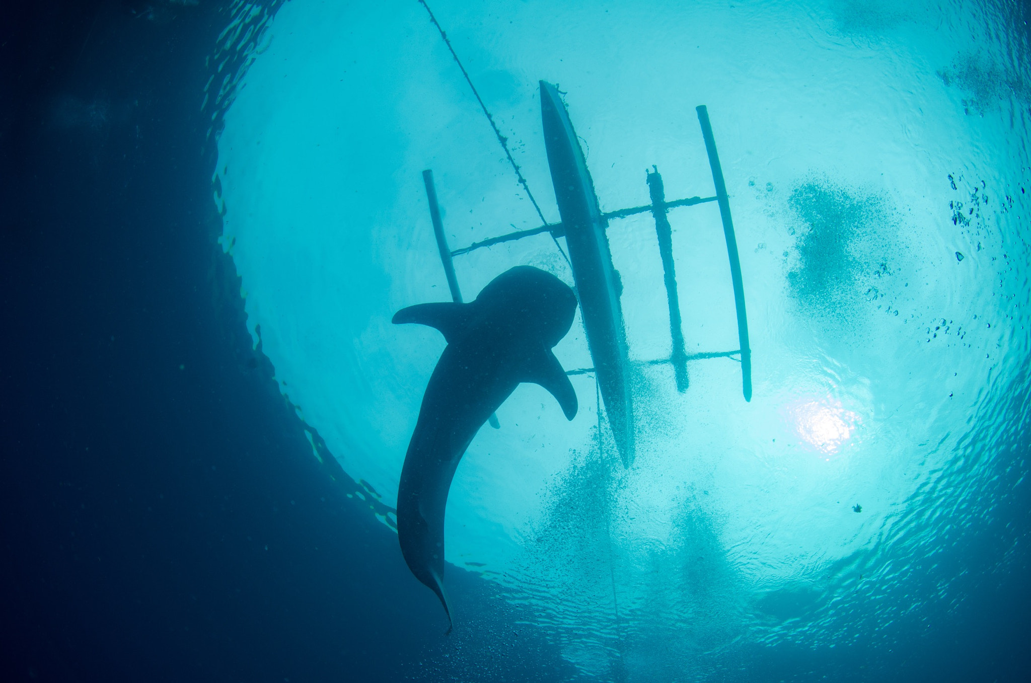 Tokina AT-X 10-17mm F3.5-4.5 DX Fisheye sample photo. Whale shark of gorontalo #indonesia #gorontalo photography