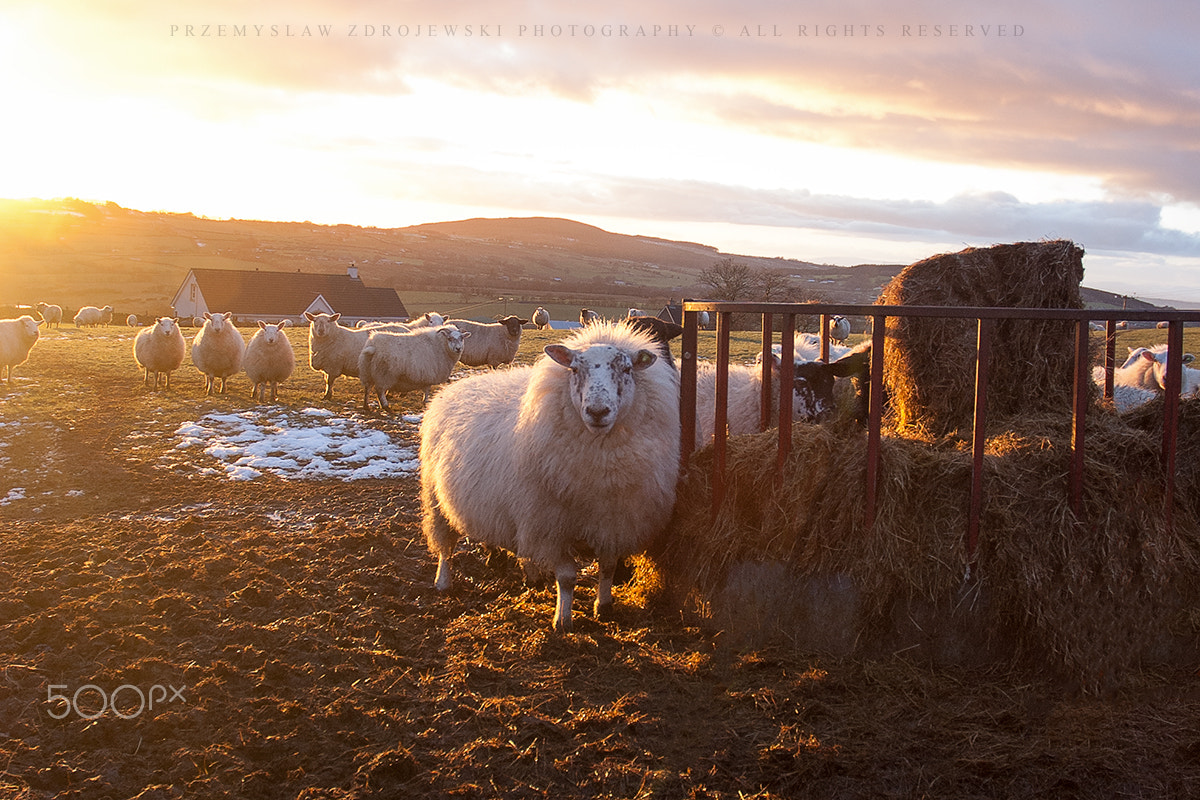 Nikon D70s sample photo. Northern ireland photography