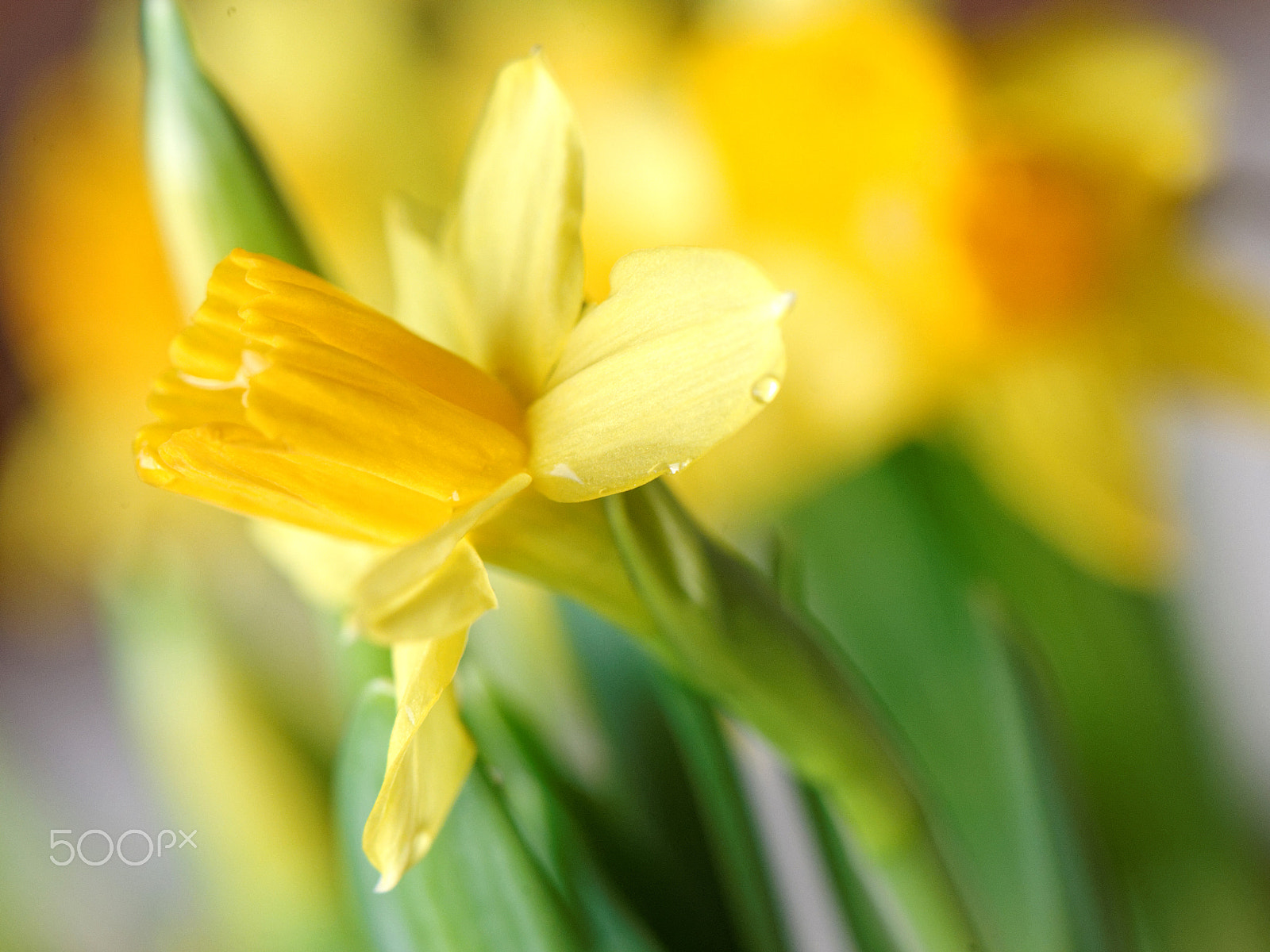 Nikon AF-S Micro-Nikkor 105mm F2.8G IF-ED VR sample photo. Pintalo photography
