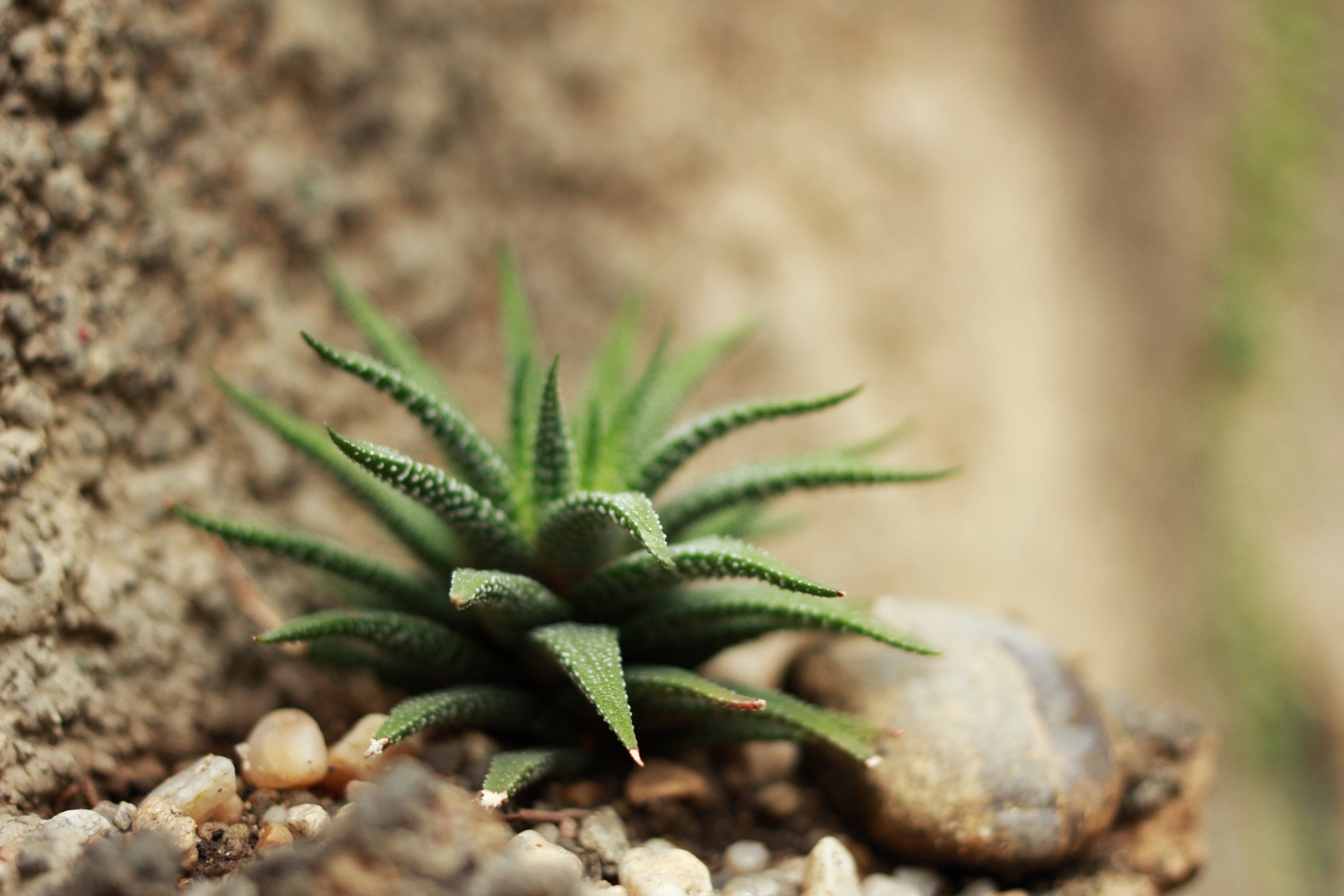 Canon EOS 100D (EOS Rebel SL1 / EOS Kiss X7) + Canon EF 40mm F2.8 STM sample photo. Dust is our fare photography