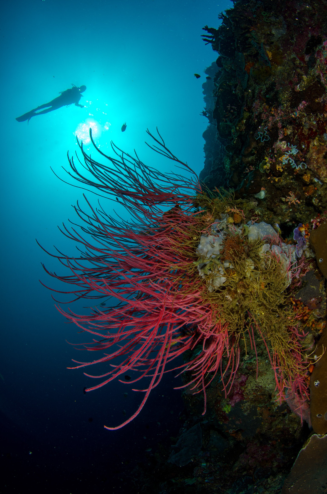 Tokina AT-X 10-17mm F3.5-4.5 DX Fisheye sample photo. Sea whip of gorontalo #indonesia #gorontalo photography