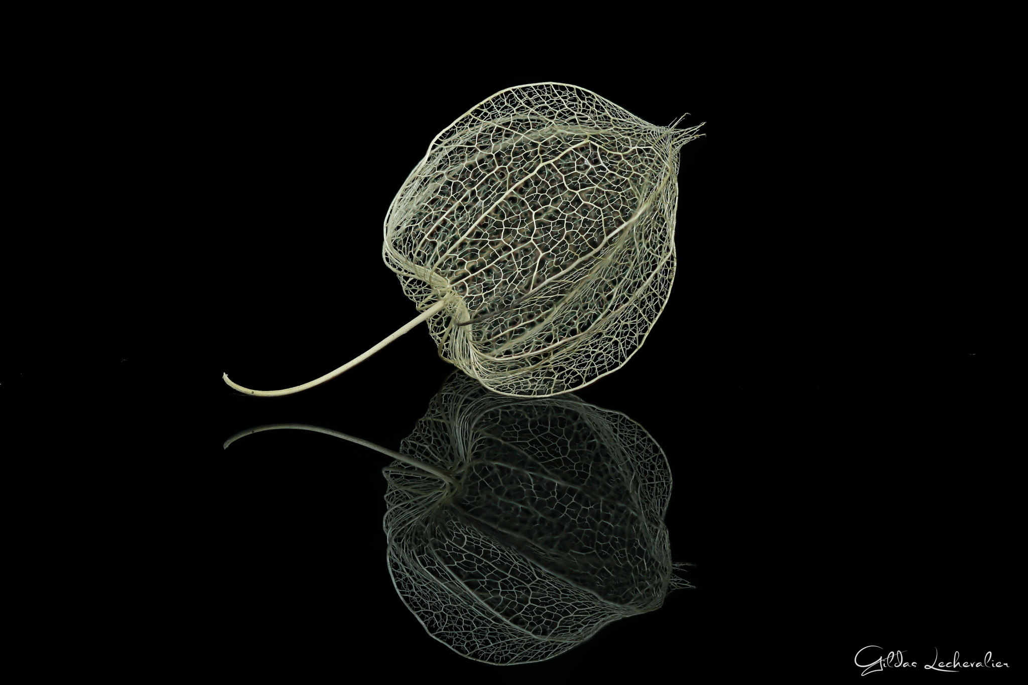 Canon EF 100mm F2.8 Macro USM sample photo. Dead physalis photography