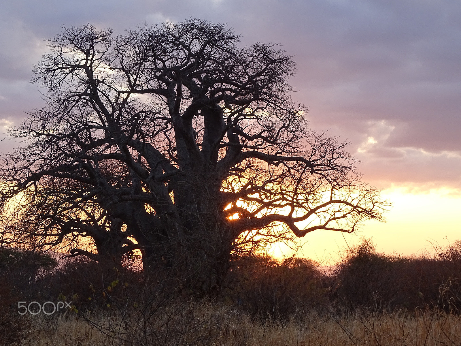 Sony 24-210mm F2.8-6.3 sample photo. Baobob tree at sunset, tarangire photography