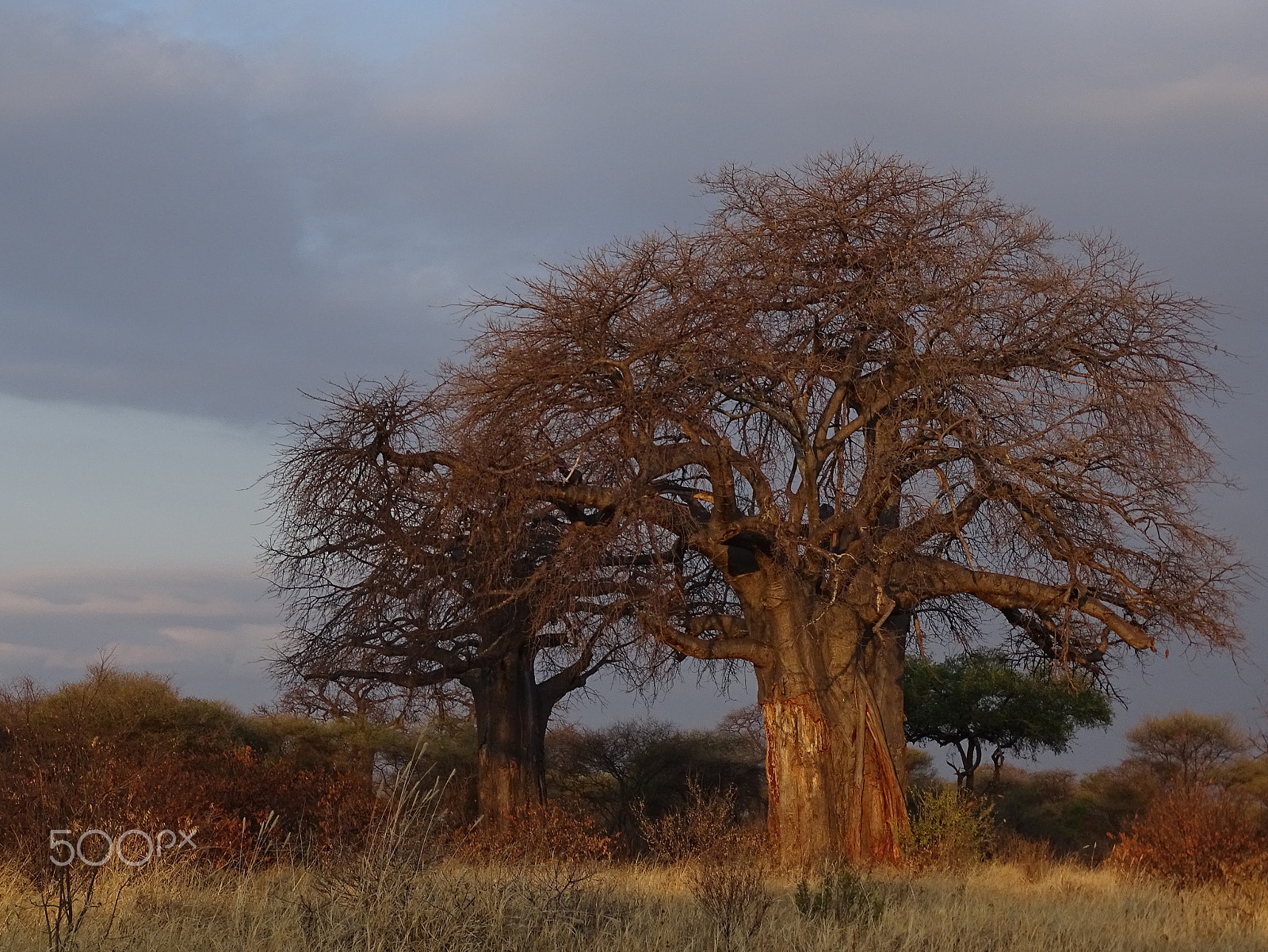 Sony 24-210mm F2.8-6.3 sample photo. Baobob tree at sunrise, tarangire national park photography