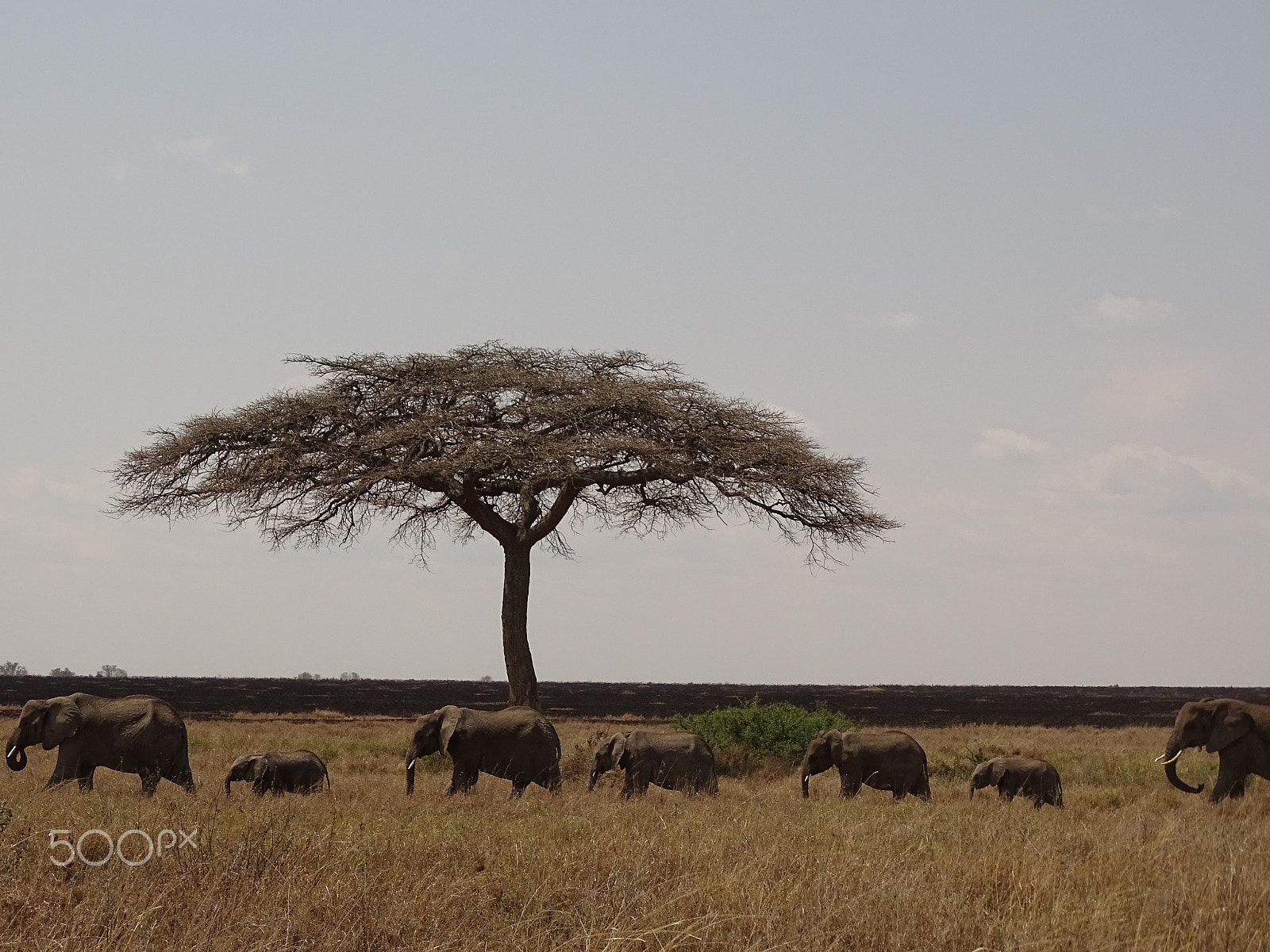 Sony 24-210mm F2.8-6.3 sample photo. Elephant family walking the central serengeti photography