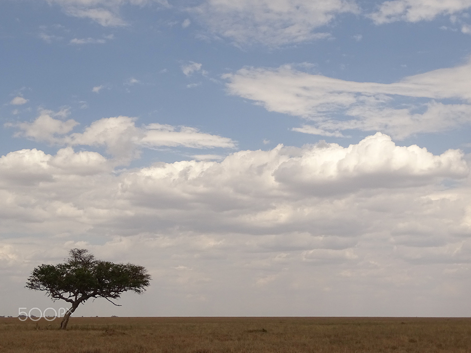 Sony 24-210mm F2.8-6.3 sample photo. Lone acacia tree, central serengeti photography