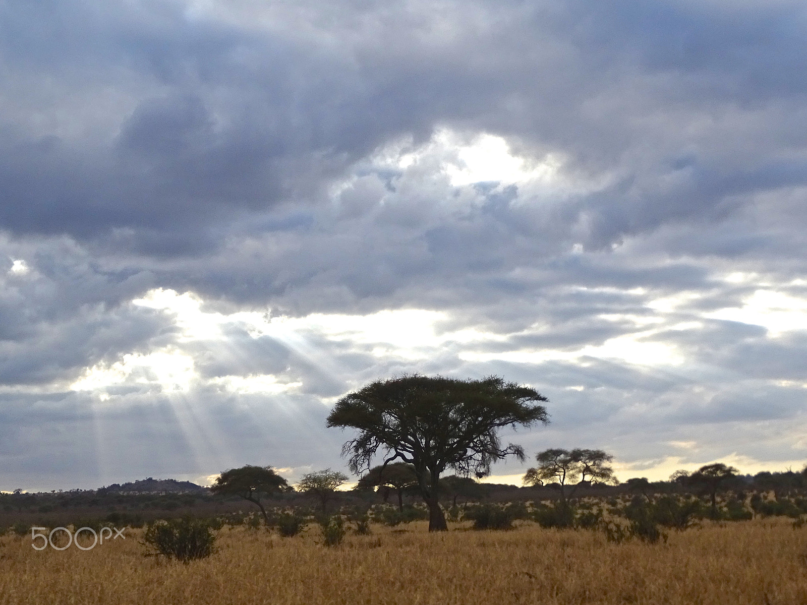 Sony 24-210mm F2.8-6.3 sample photo. Sunlight streaming over tarangire national park photography