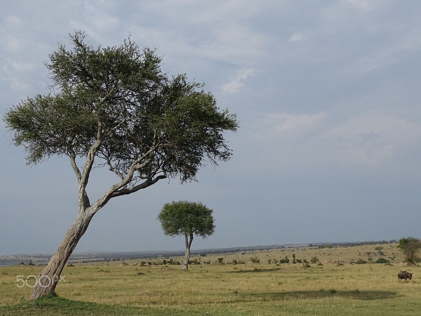 Sony 24-210mm F2.8-6.3 sample photo. Acacia trees, northern serengeti photography