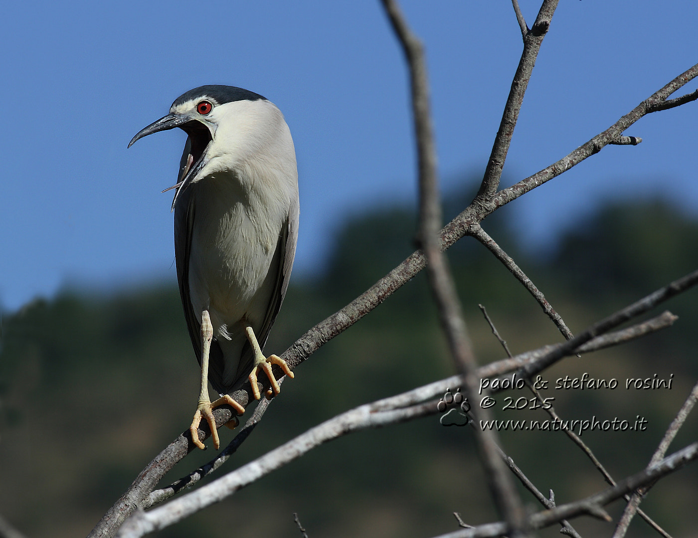 Canon EF 300mm f/2.8L sample photo. L'urlo di munch - the munch's scream photography