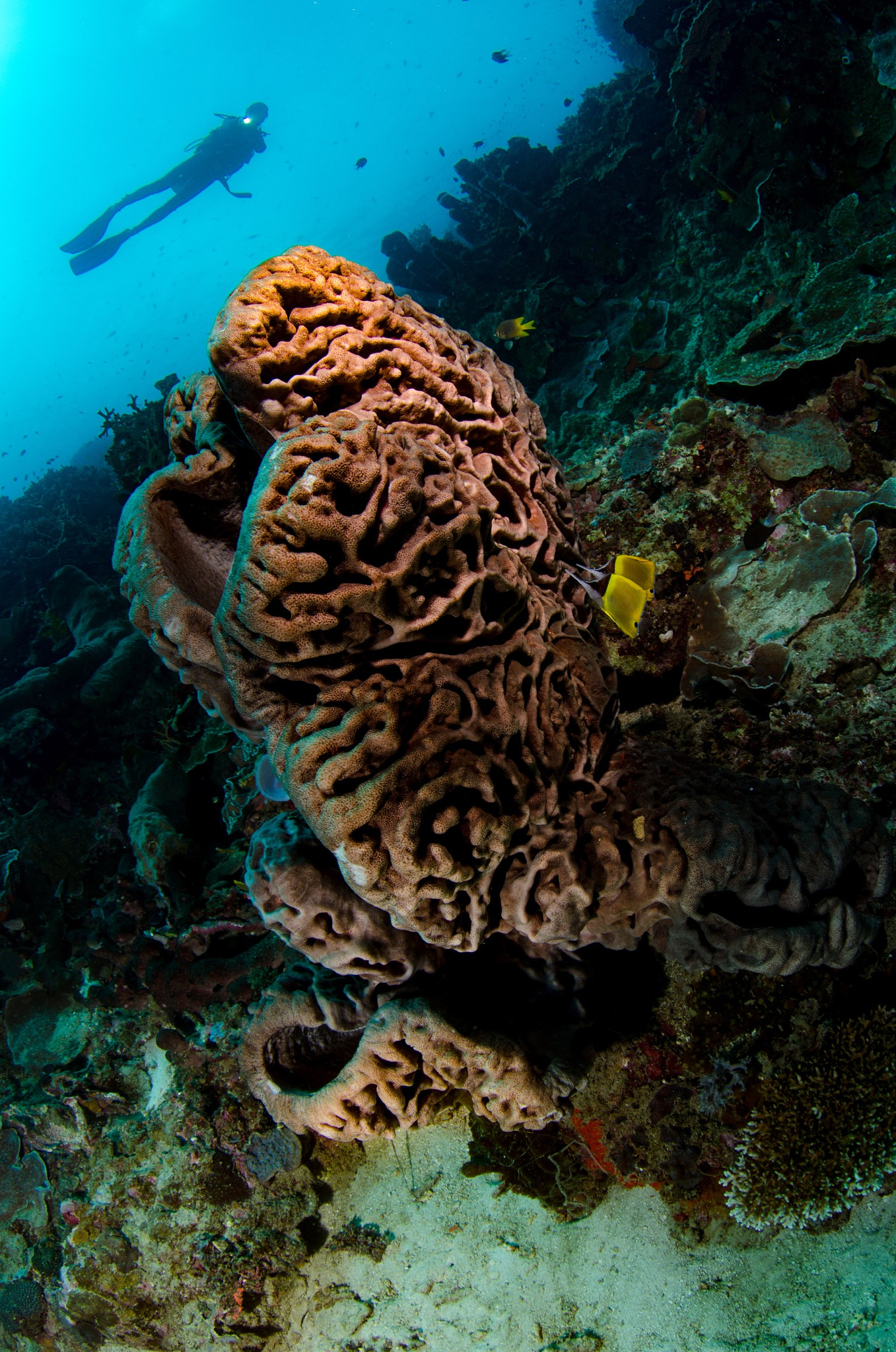 Tokina AT-X 10-17mm F3.5-4.5 DX Fisheye sample photo. The unique salvator dali sea sponge of gorontalo #indonesia #gorontalo photography