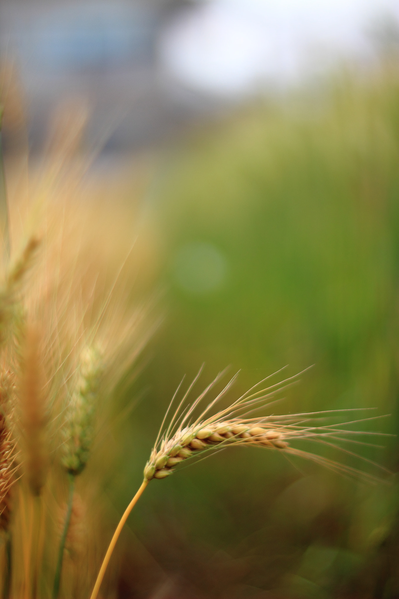 Canon EF 35-80mm f/4-5.6 sample photo
