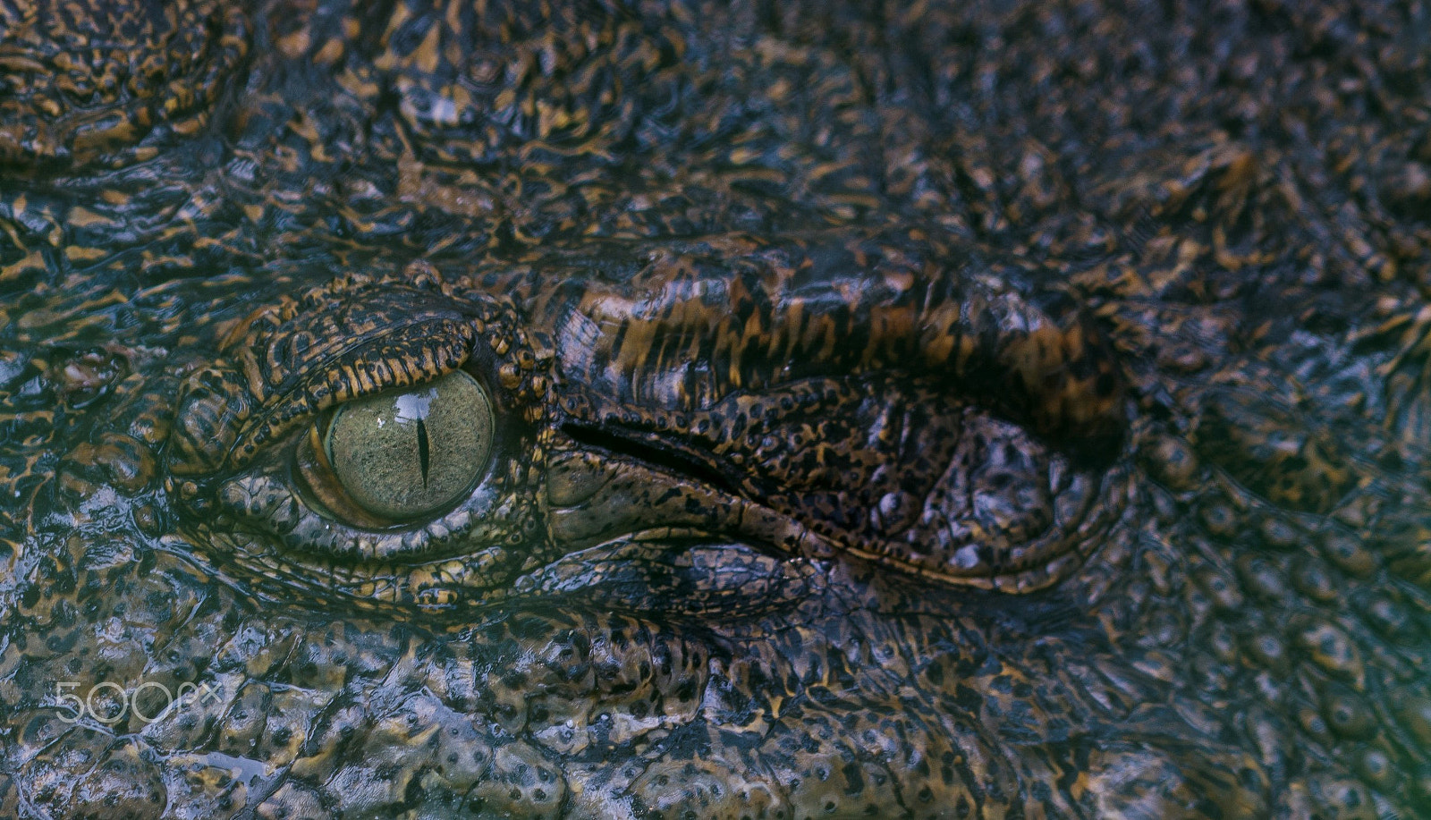 Nikon AF-S Nikkor 200-500mm F5.6E ED VR sample photo. A godzilla's eye photography
