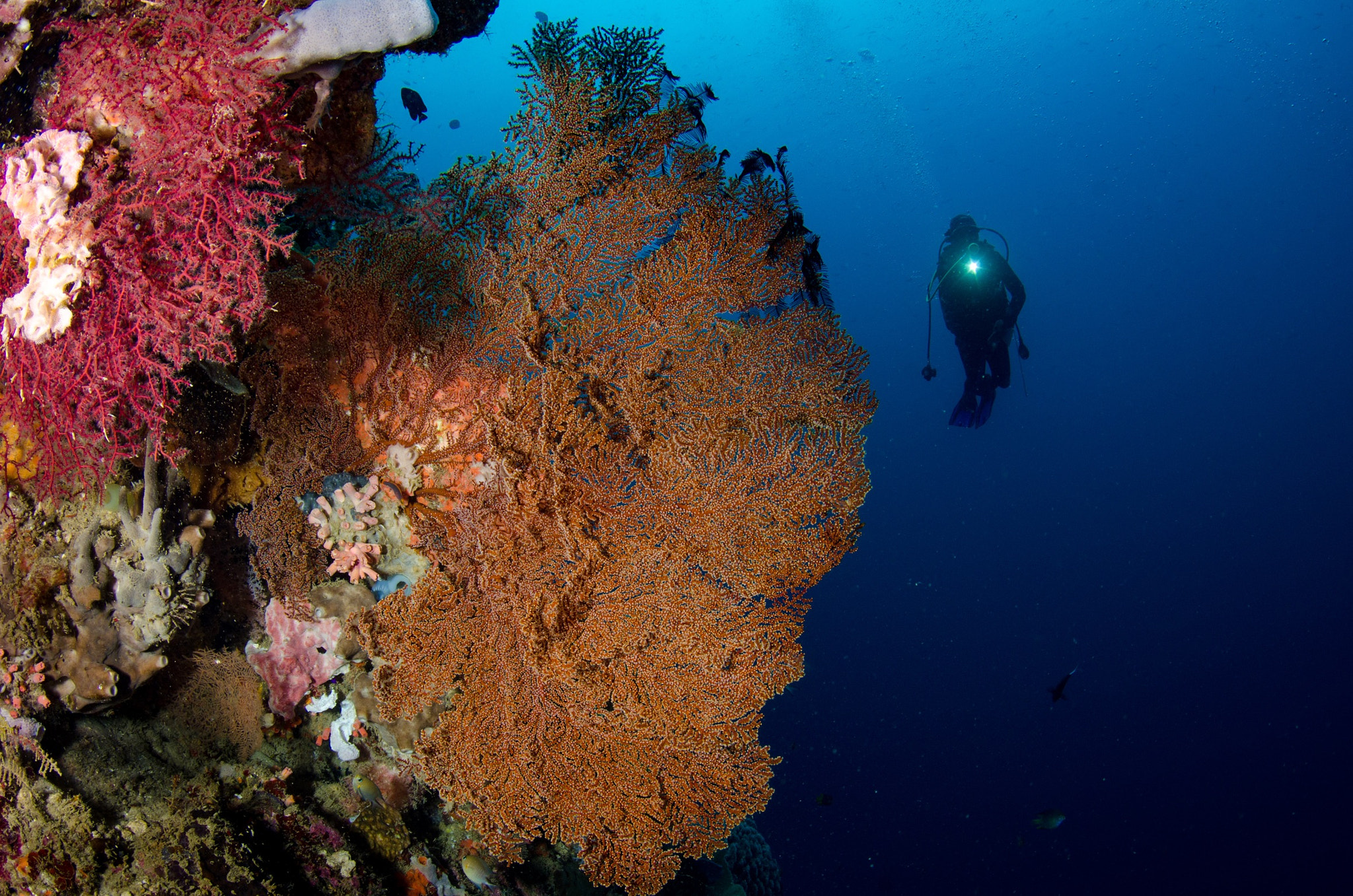 Tokina AT-X 10-17mm F3.5-4.5 DX Fisheye sample photo. Gigantic gorgonian sea fan of gorontalo #indonesia #gorontalo photography