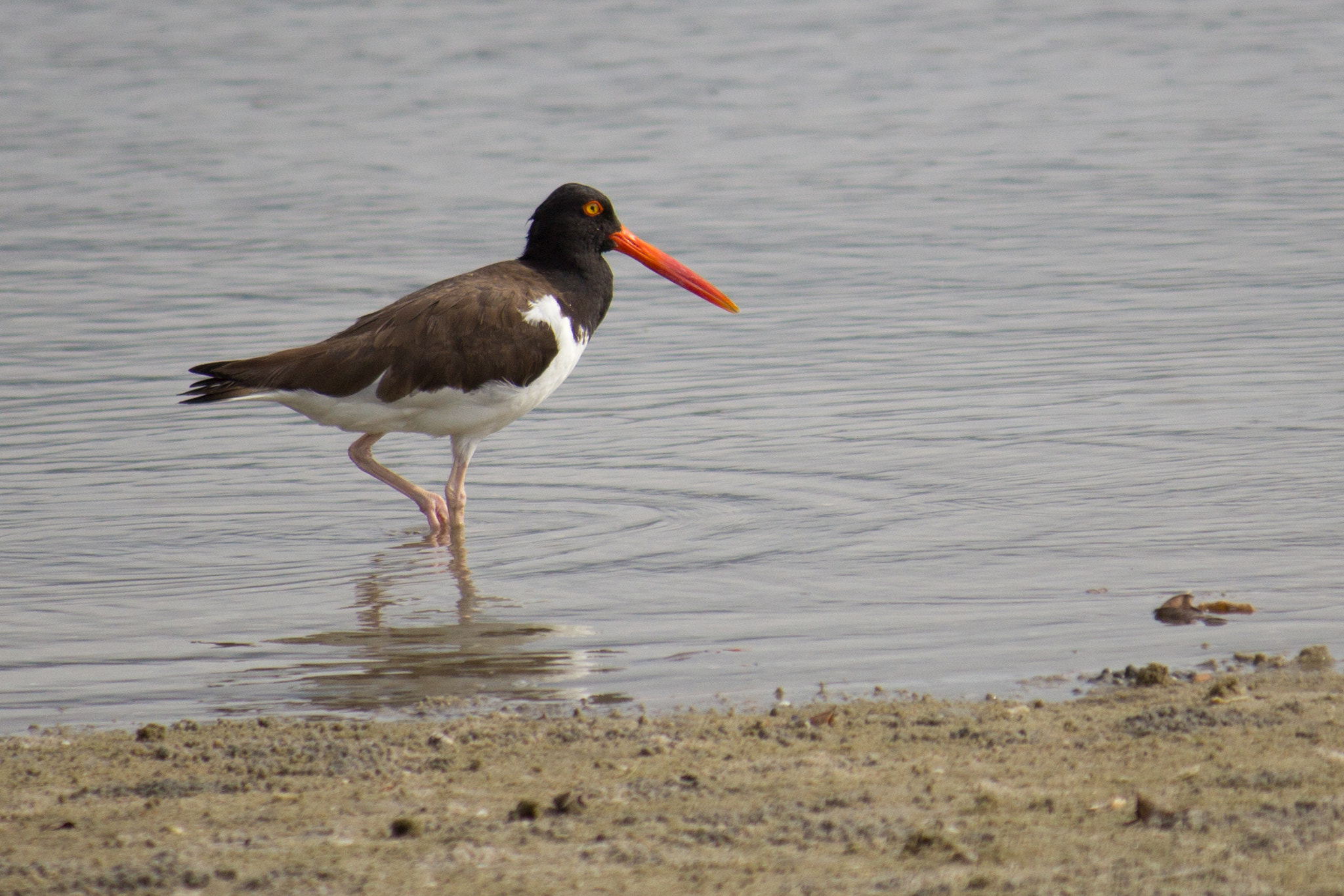 Canon EF-S 55-250mm F4-5.6 IS sample photo. American oystercatcher photography