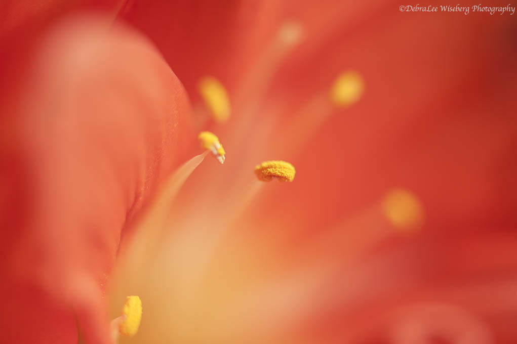 Nikon AF-S Micro-Nikkor 60mm F2.8G ED sample photo. Clock work orange photography