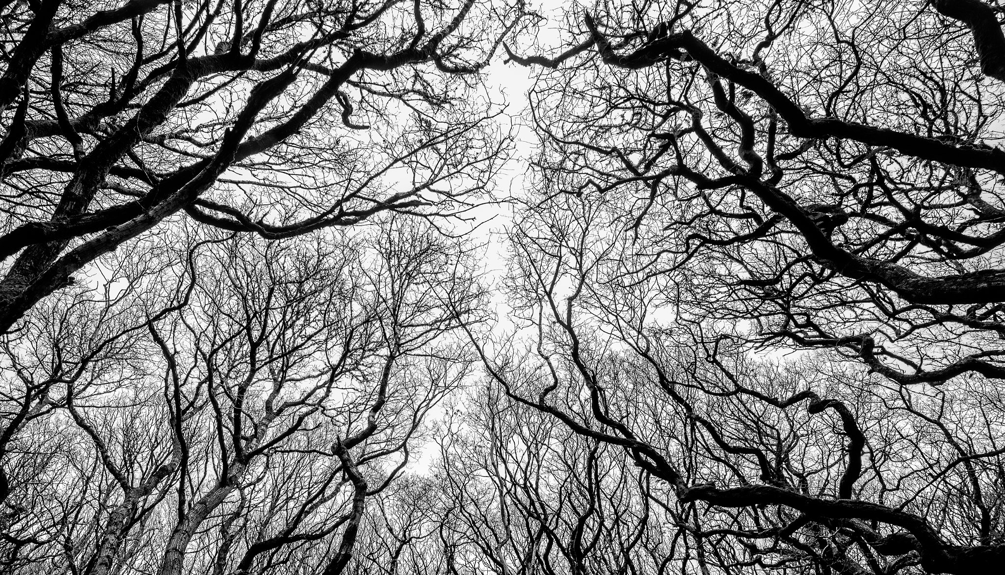 Nikon AF-S Nikkor 18-35mm F3.5-4.5G ED sample photo. Maze of branches photography