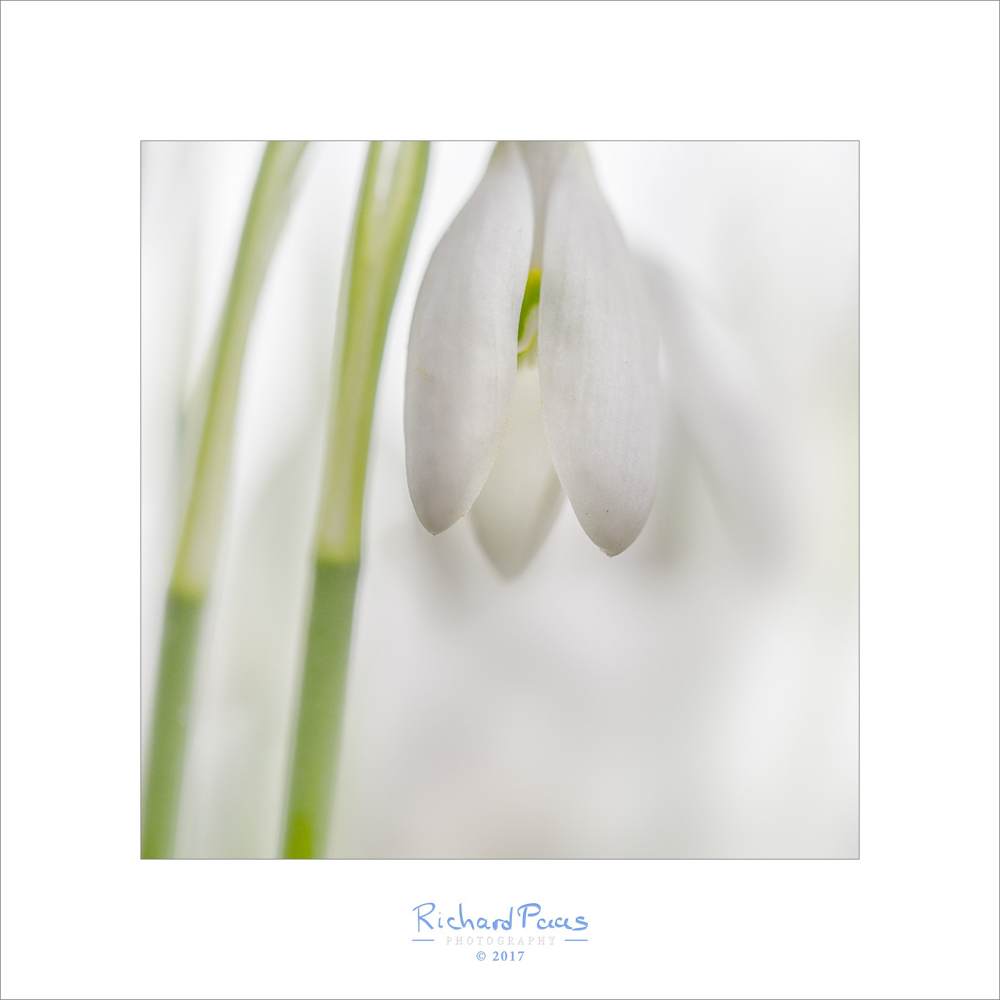 Olympus M.Zuiko Digital ED 60mm F2.8 Macro sample photo. Snowdrop #2 (galanthus nivalis) photography
