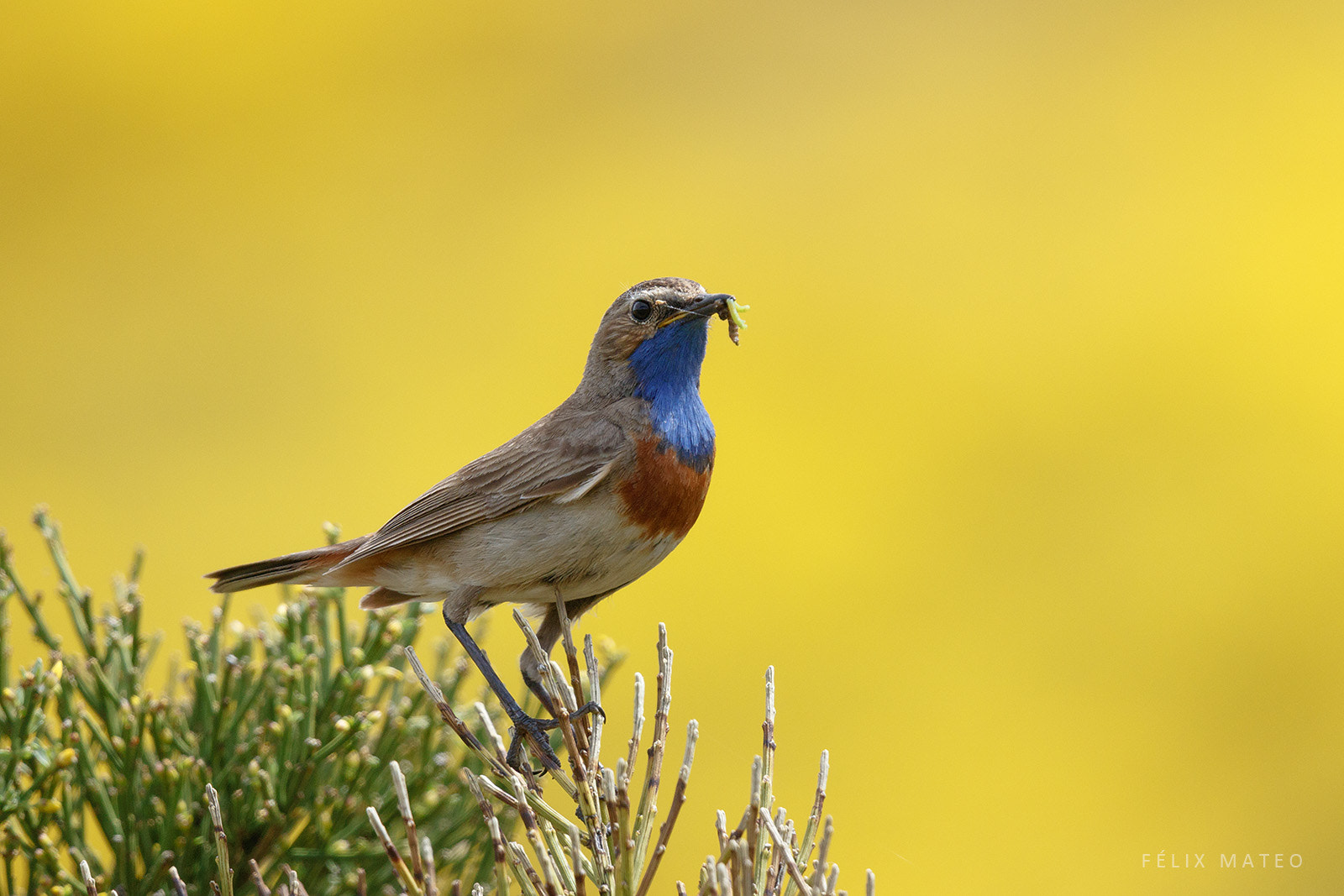 Canon EF 500mm F4L IS II USM sample photo. Blue on yellow photography